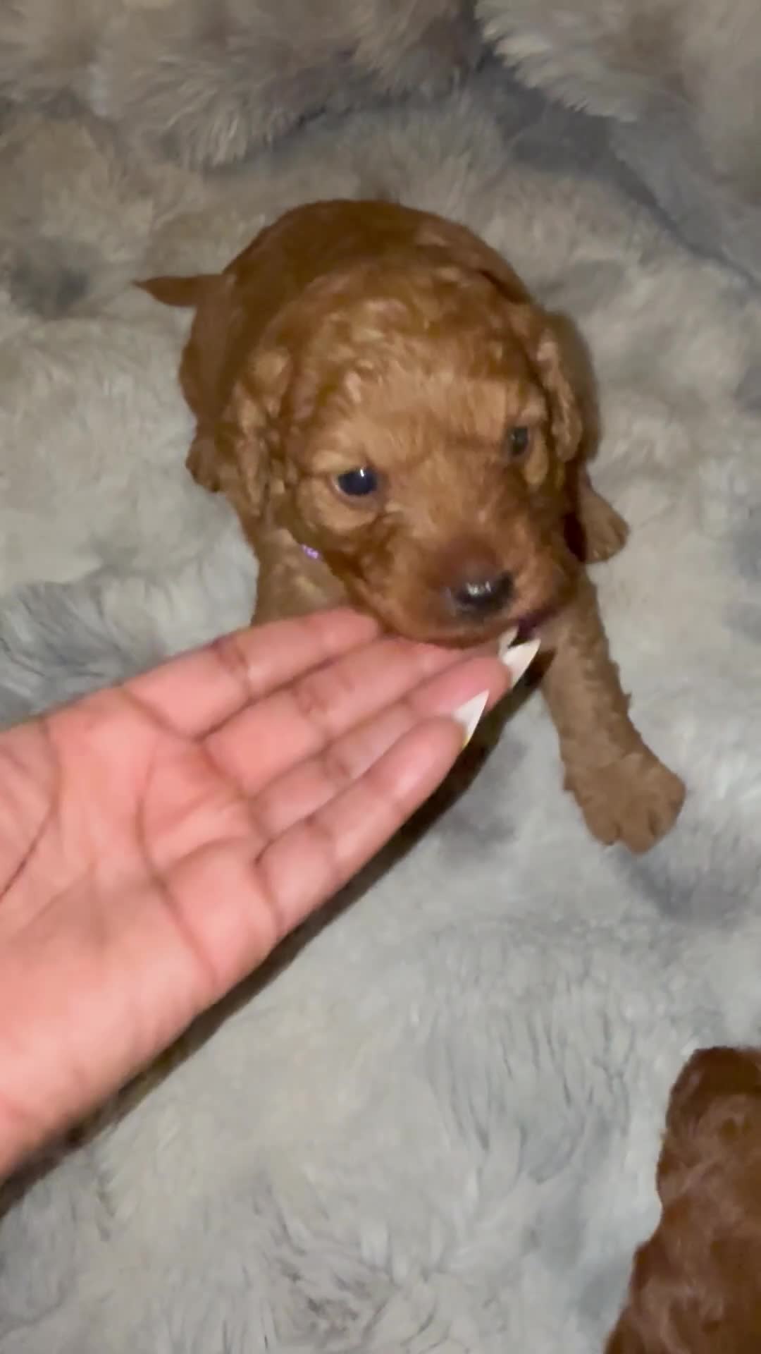 Mini Goldendoodle dogs for sale: Mini Goldendoodle 4 - Video 1