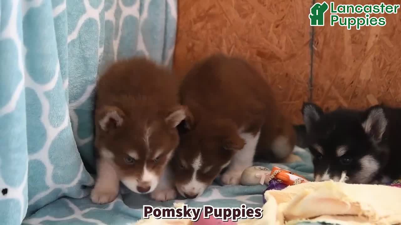 Pomsky dogs for sale: Huckleberry - Video 1