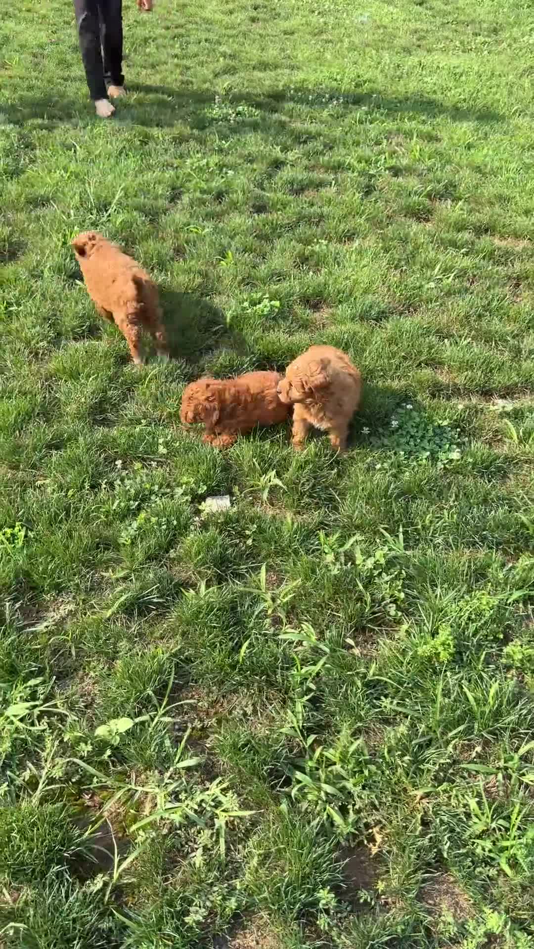 Mini Goldendoodle dogs for sale: Waffles - Video 1