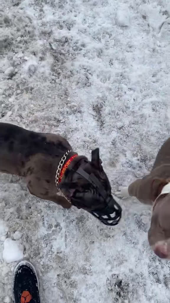 American Bully dogs for sale: American Bully Puppies - Video 1