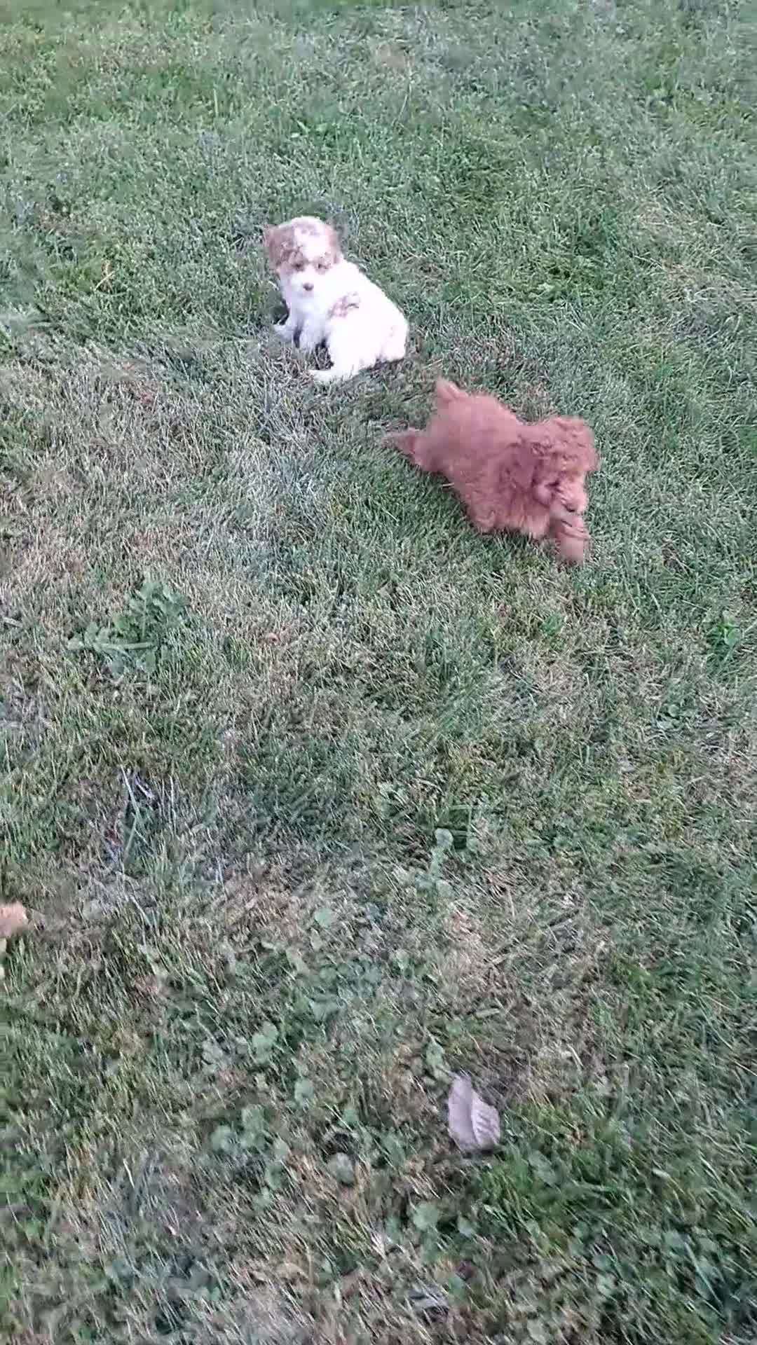Toy Poodle dogs for sale: Evie 🦩 - Video 1