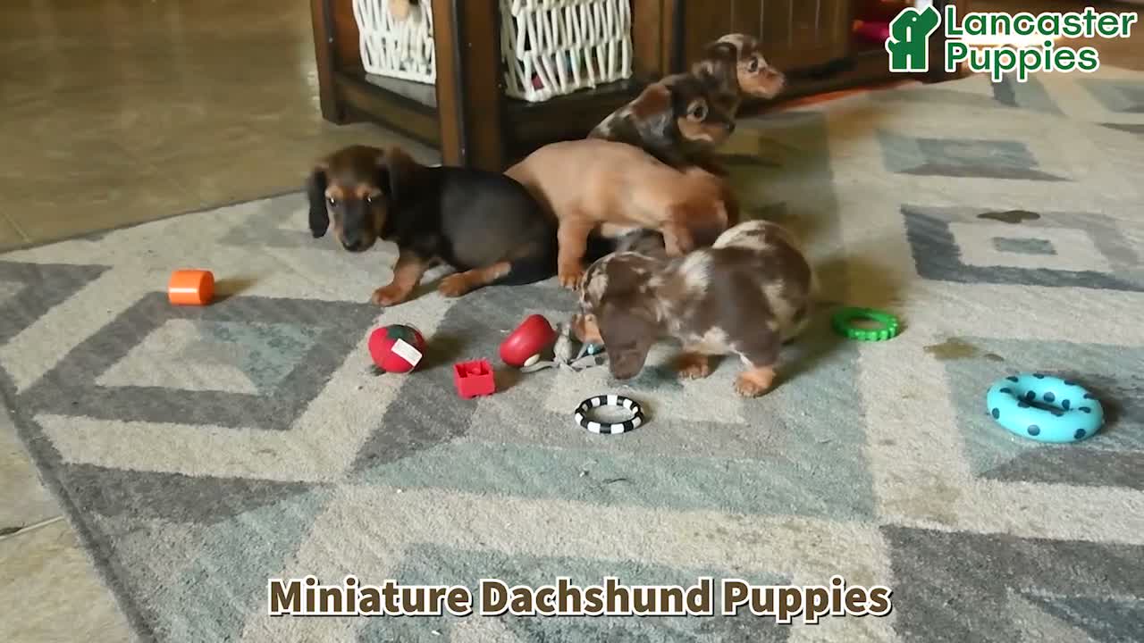 Miniature Dachshund dogs for sale: Dutch - Video 1