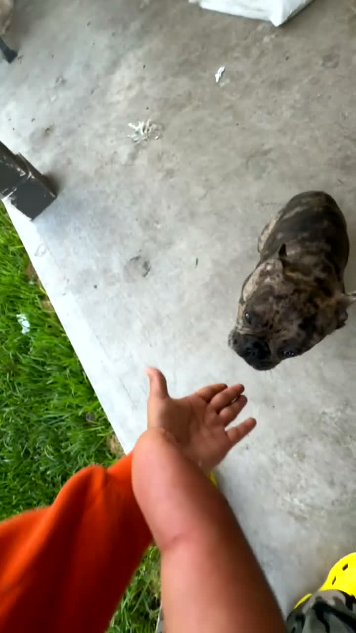 French Bulldog dogs for stud: Rubble - Video 1
