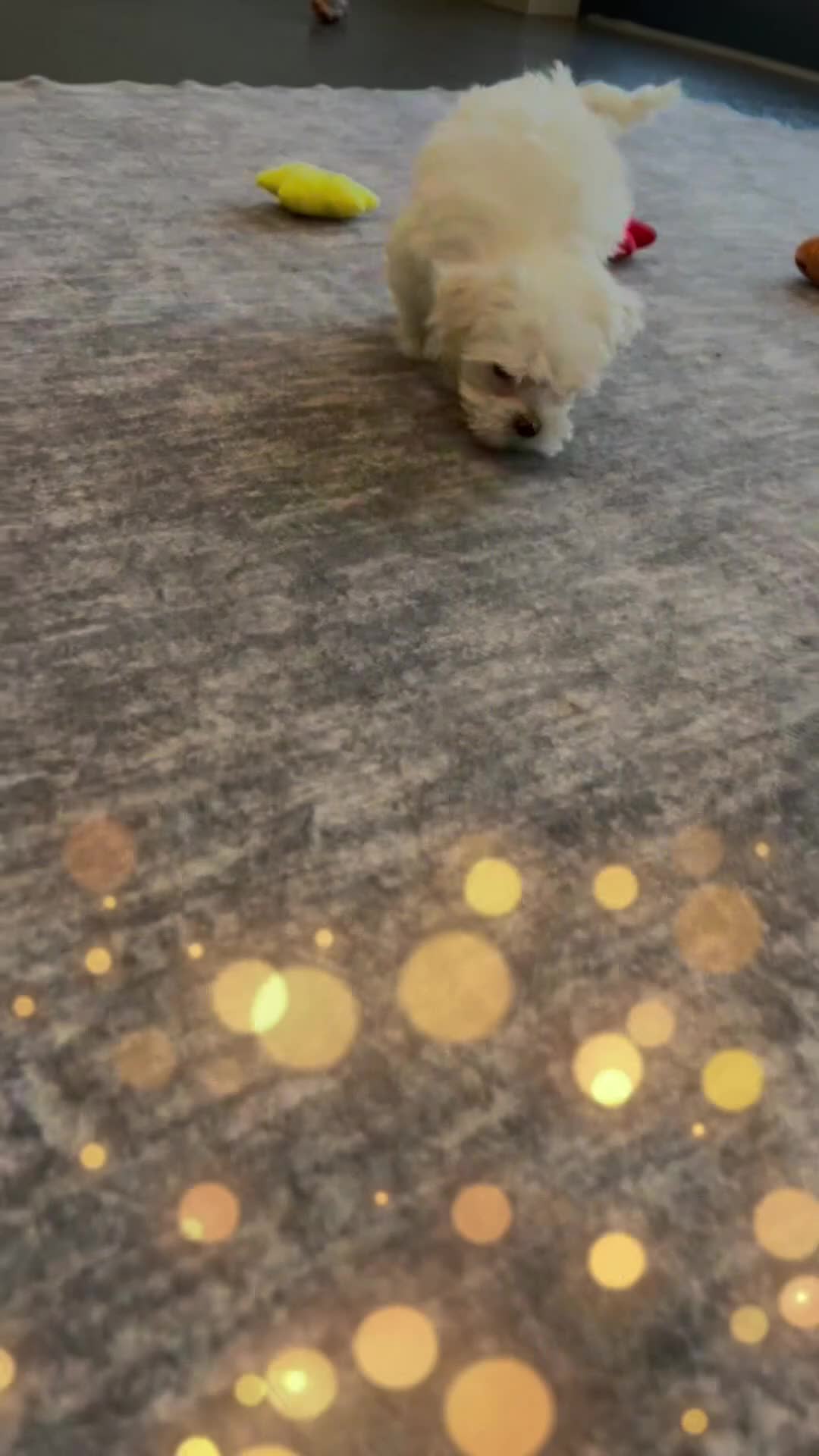 Maltese dogs for sale: Louie AKC - Video 1