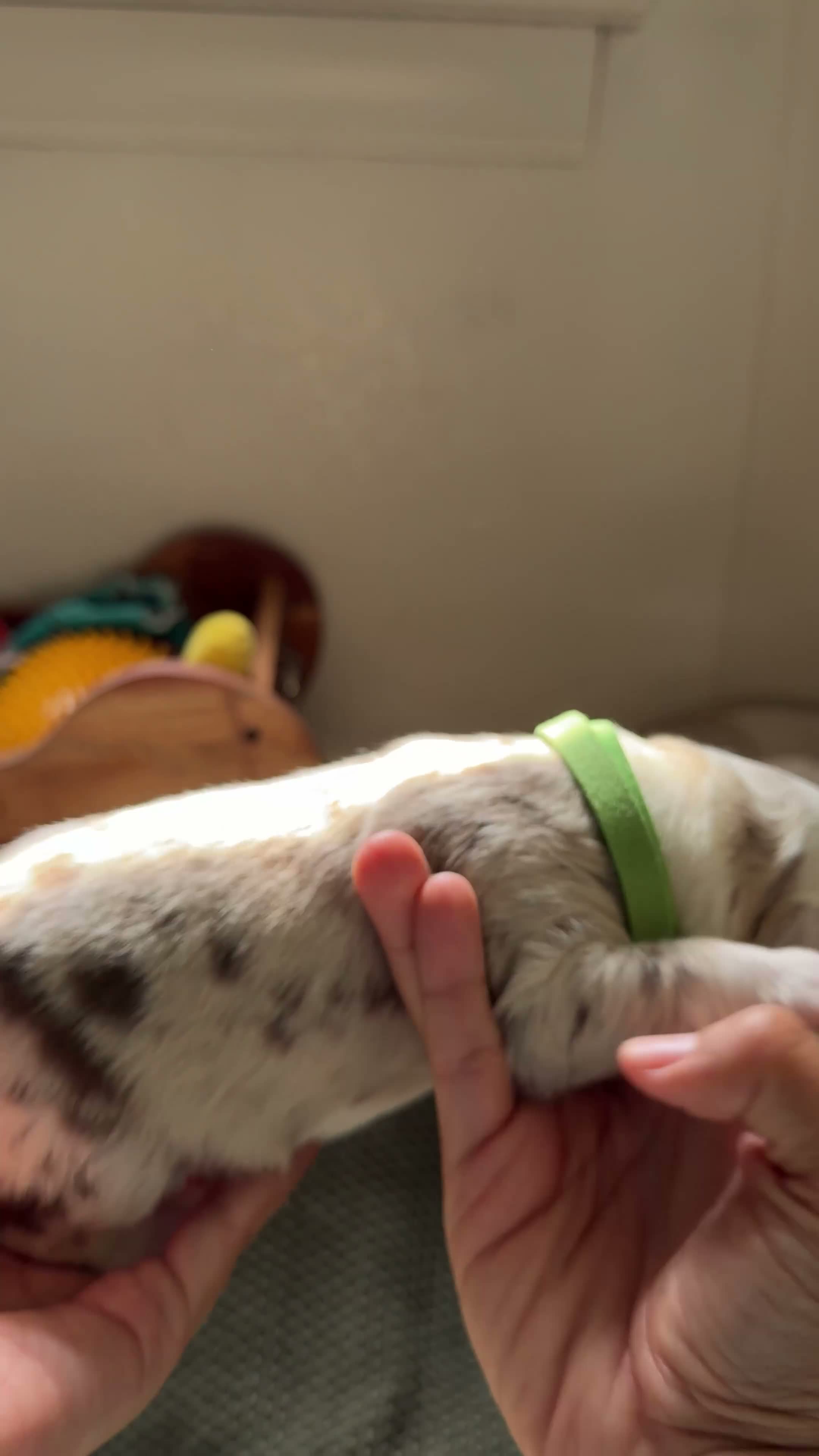 Border Collie dogs for sale: Boba - Video 1