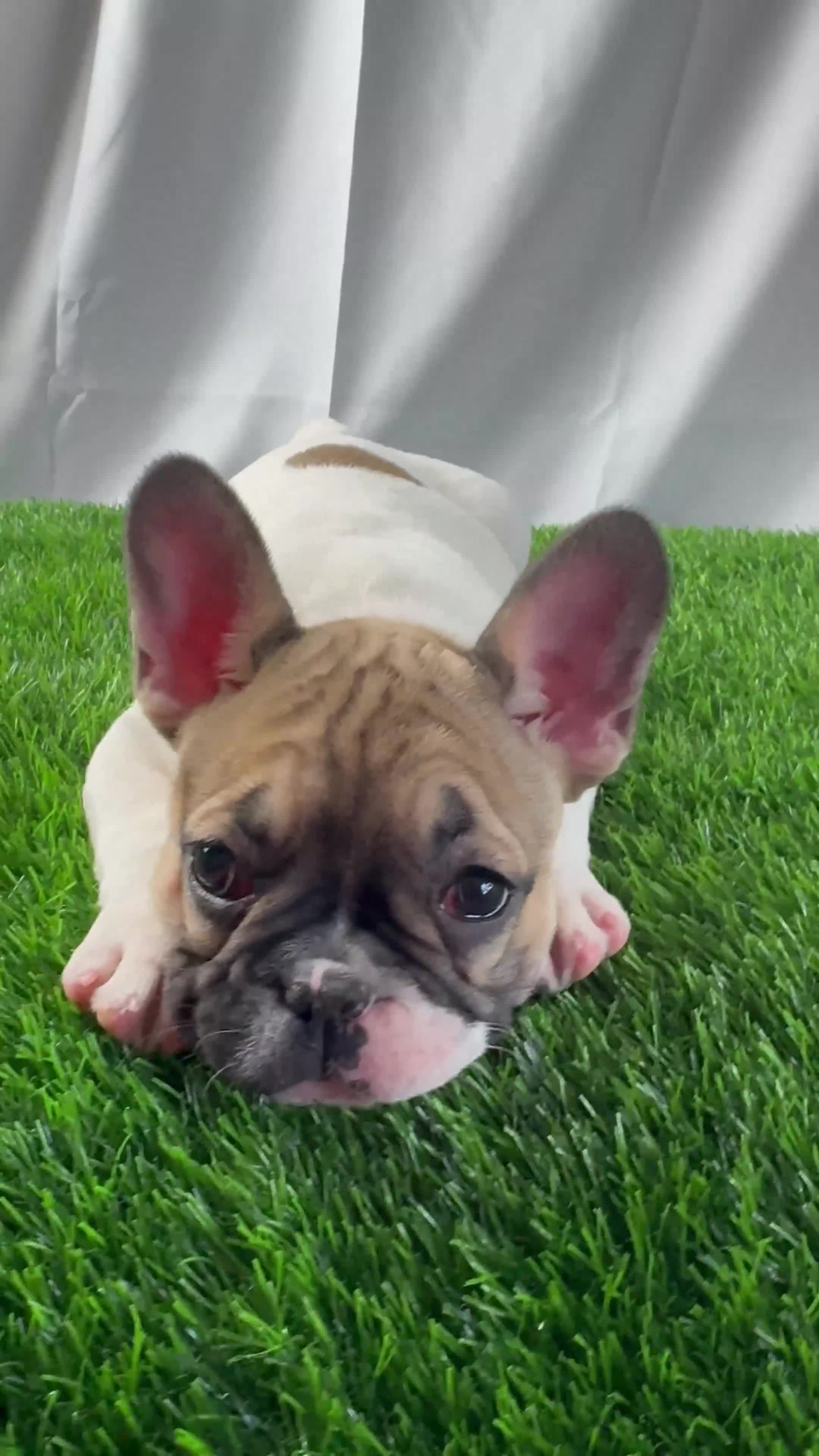 French Bulldog dogs for sale: Trina  - Video 1