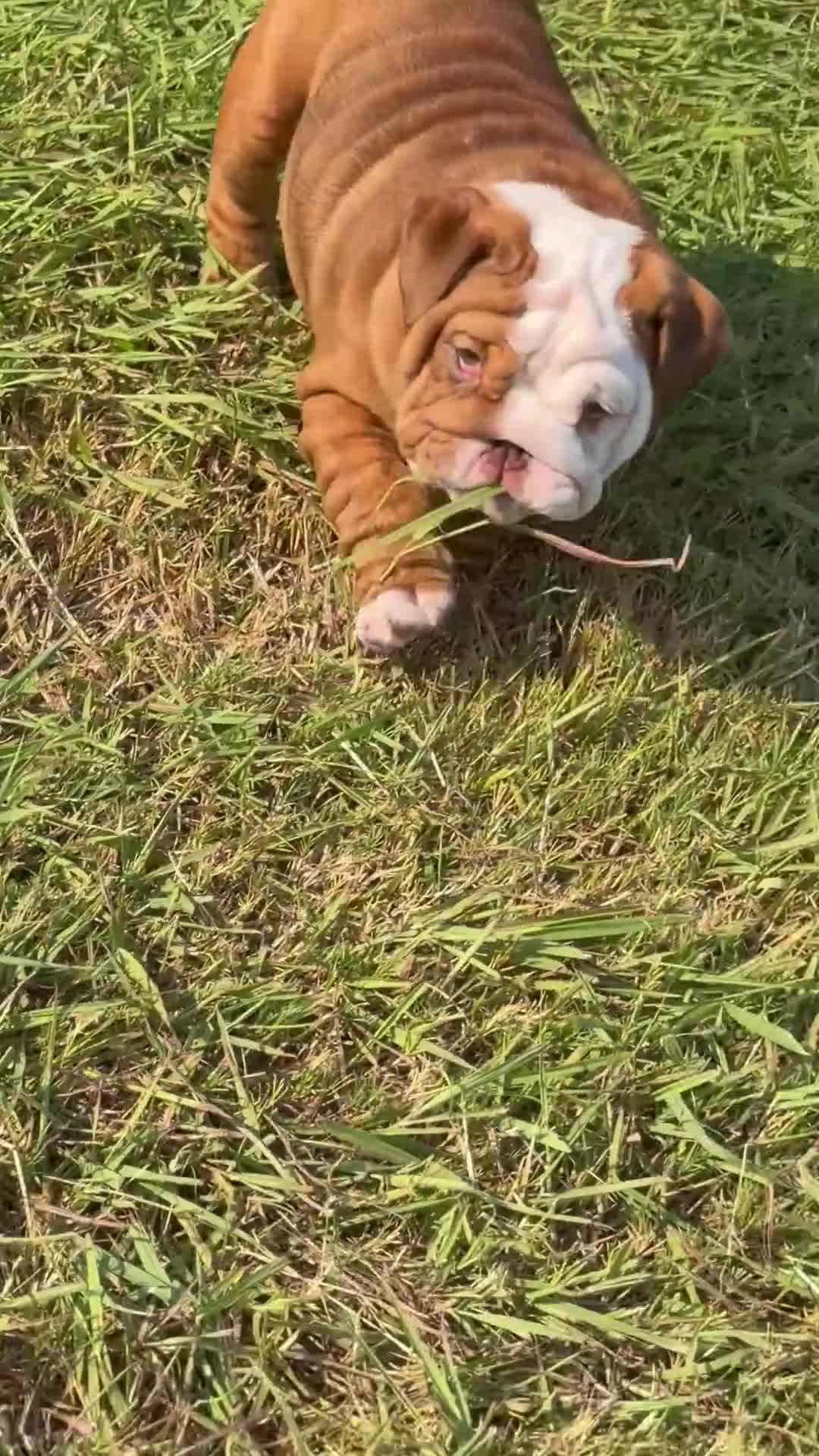 English Bulldog dogs for sale: Choco- Latte - Video 1