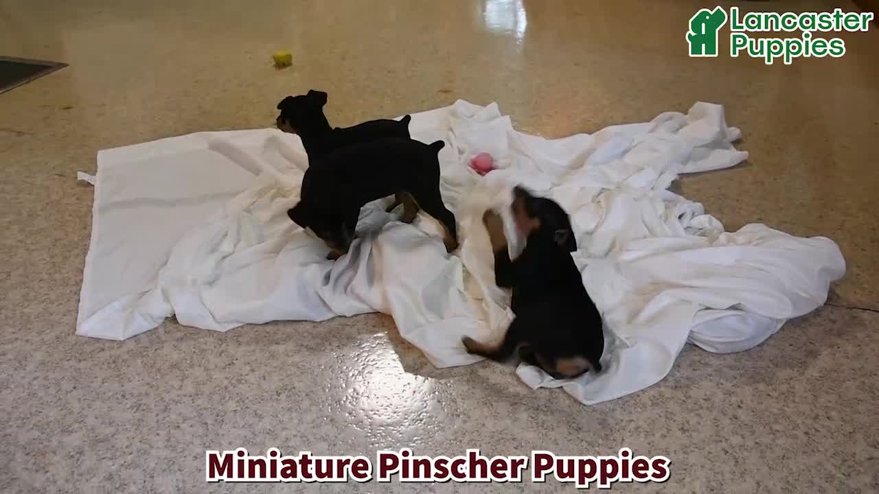 Miniature Pinscher dogs for sale: Mason - Video 1