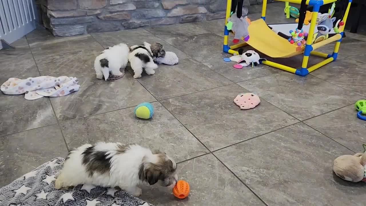 Havanese dogs for sale: EDISON - Video 1