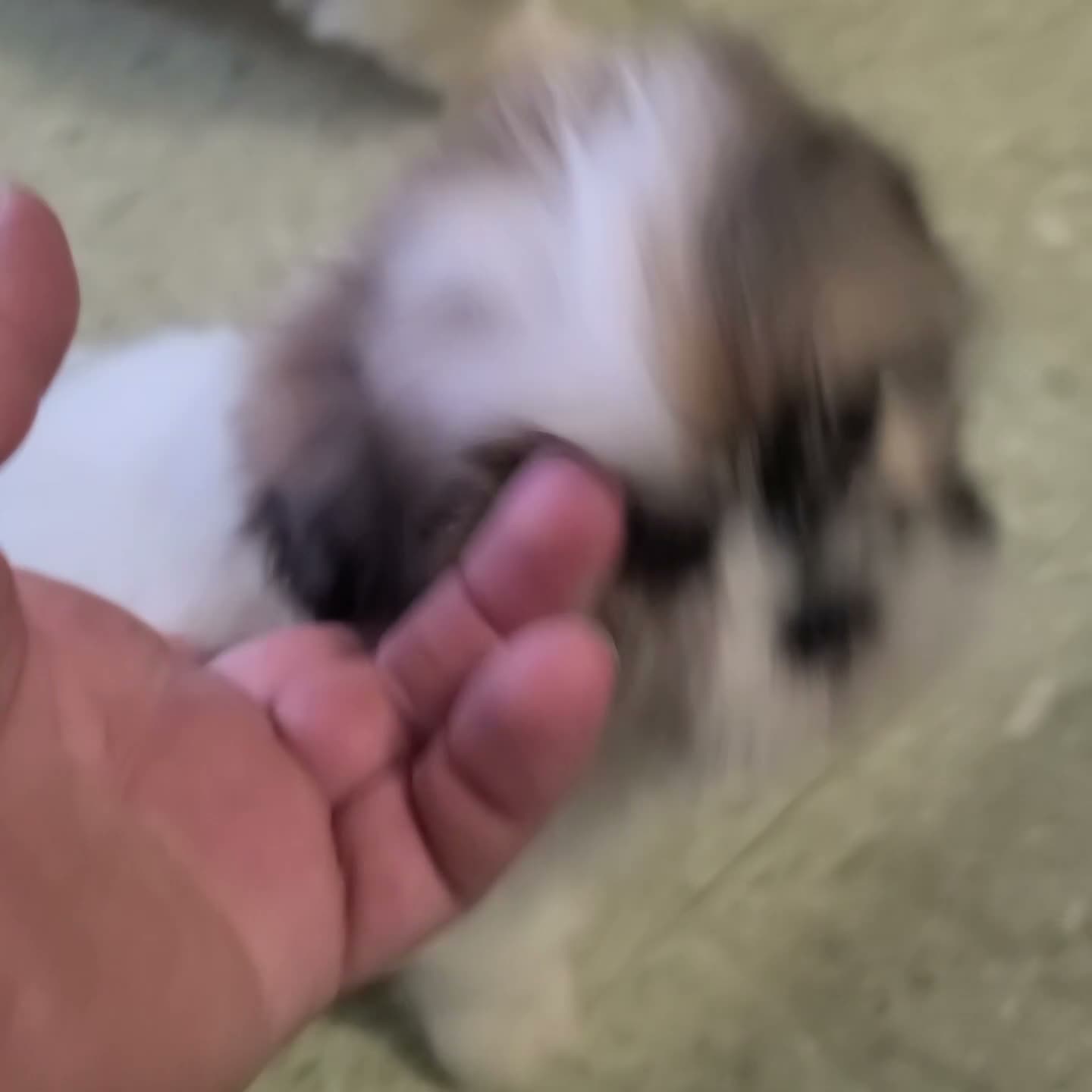 Shih Tzu dogs for sale: Trevor - Video 1