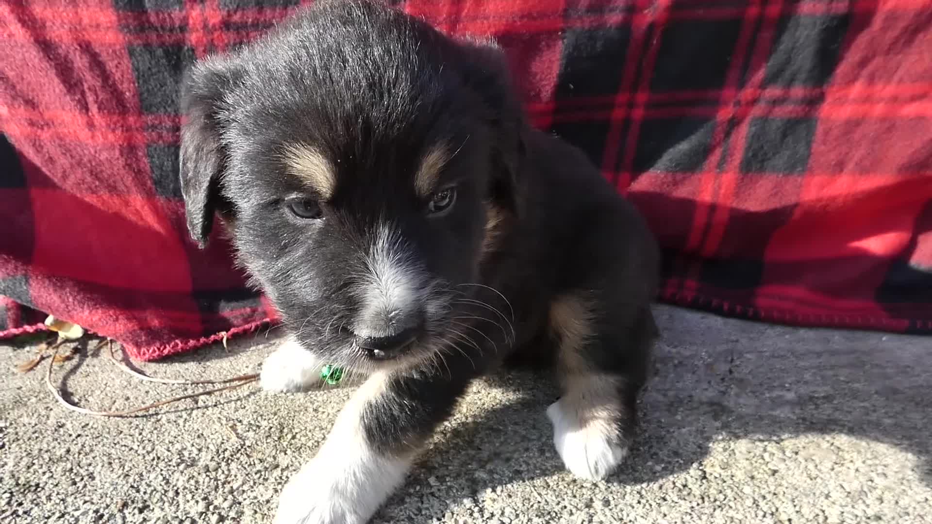 Great Pyrenees dogs for sale: Great Pyrenees Puppy 4 Sampson - Video 1