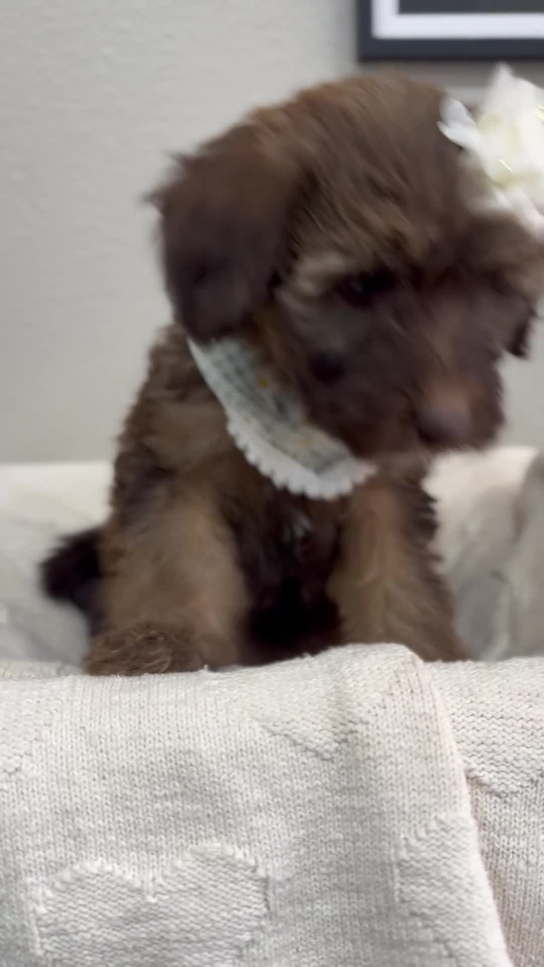 Mini Bernedoodle dogs for sale: Mini Bernedoodle Macchiato-Black Collar - Video 1