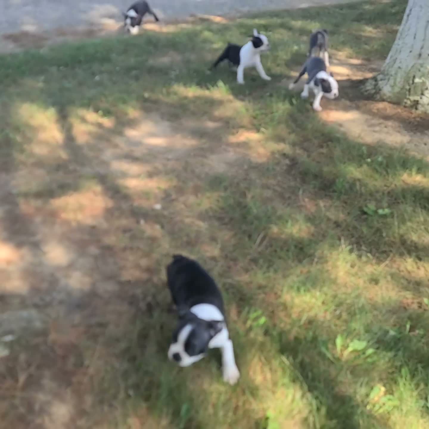 Boston Terrier dogs for sale: Simon - Video 1
