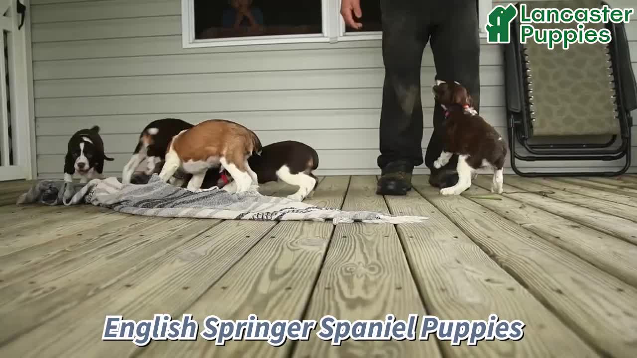 English Springer Spaniel dogs for sale: Corvette - Video 1