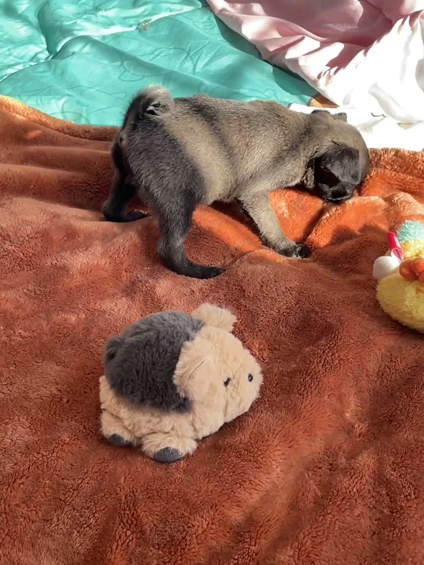 Pug dogs for sale: Peanut  - Video 1