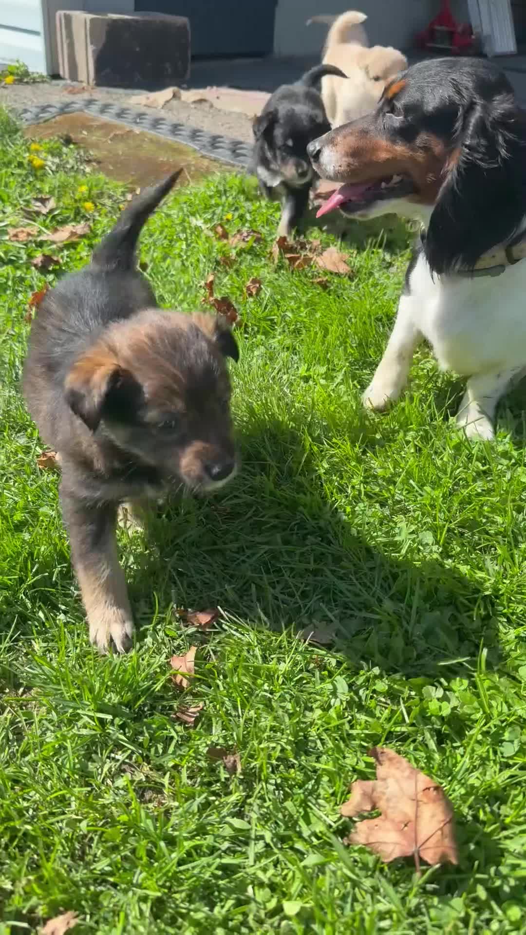 Mixed Breed dogs for sale: Mixed Breed Puppy 1 - Video 1