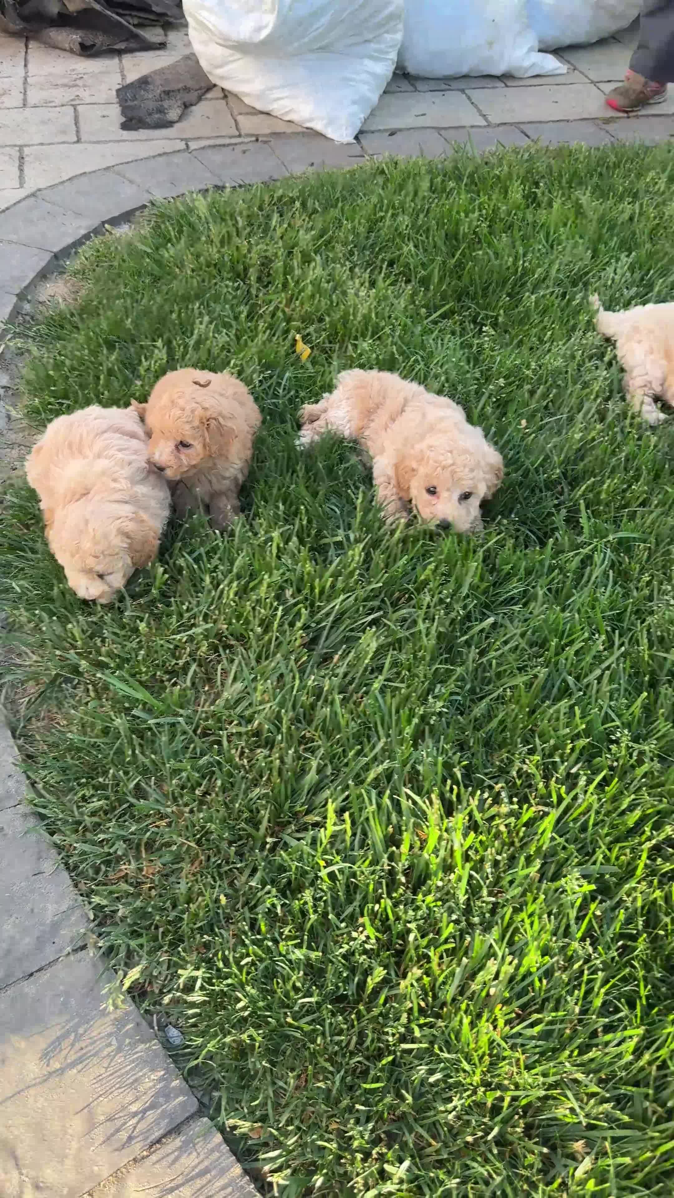 Bichpoo dogs for sale: Ford - Video 1