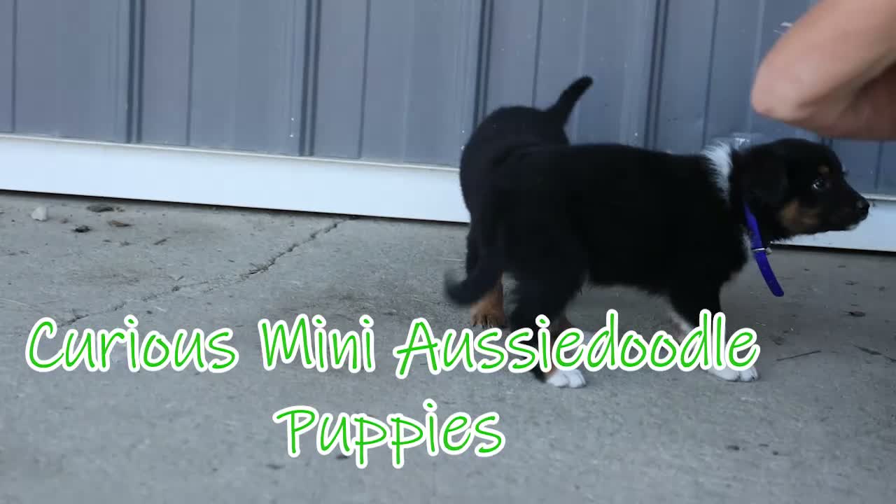 Mini Aussiedoodle dogs for sale: Langston🐾 - Video 1