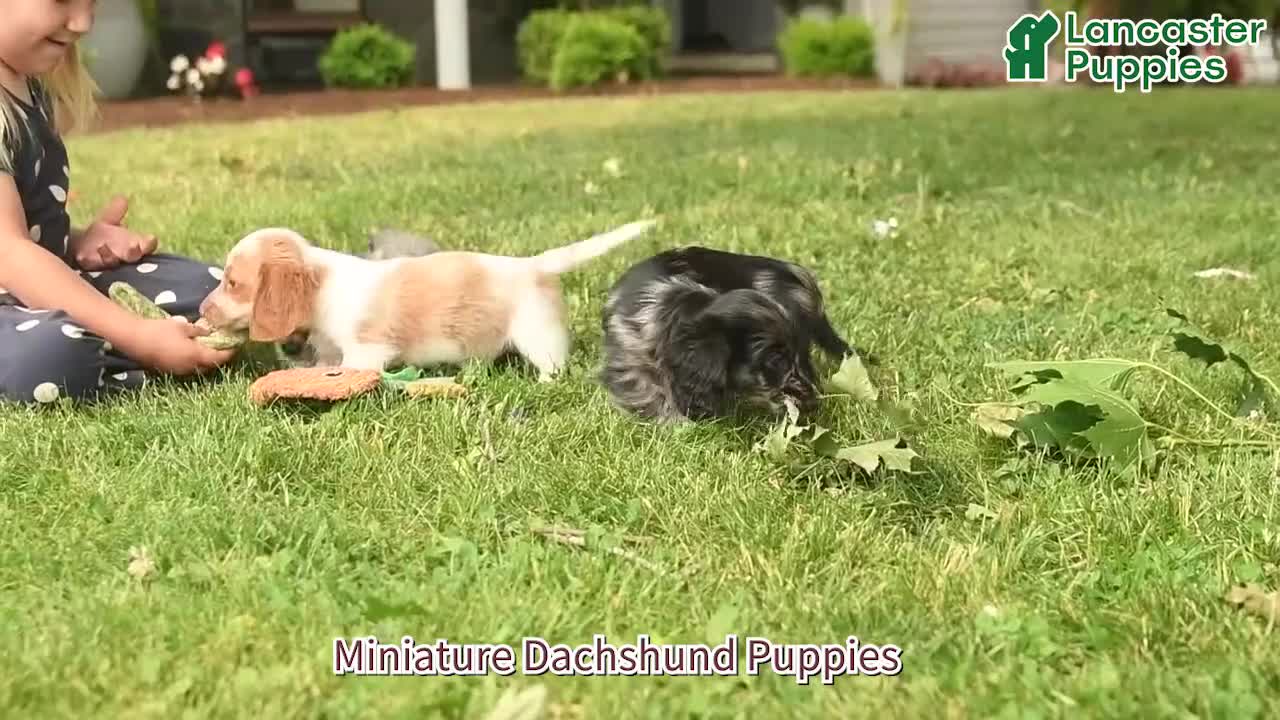 Miniature Dachshund dogs for sale: Juno  - Video 1