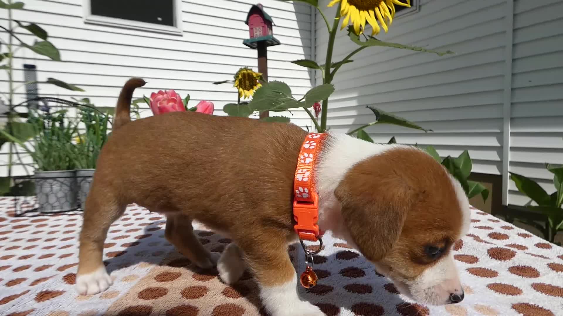 Jack Chi dogs for sale: Jack Chi 8 Sara - Video 1