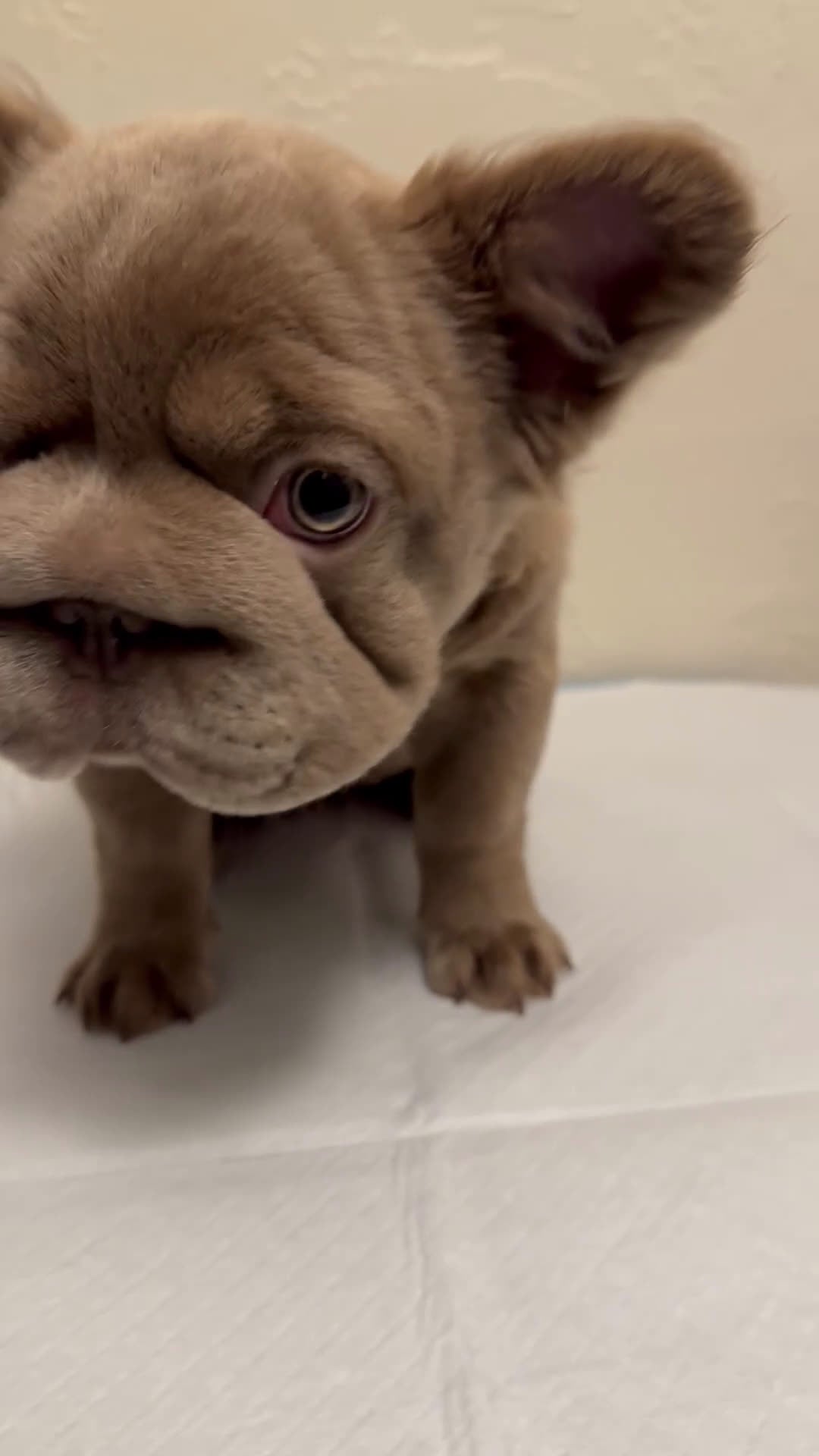 French Bulldog dogs for sale: Big rope Izabella fluffy female. - Video 1