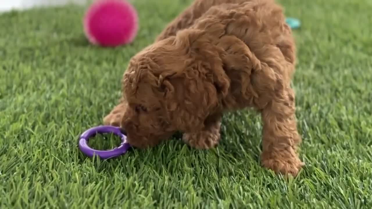 Miniature Poodle dogs for sale: Carmella - Video 1