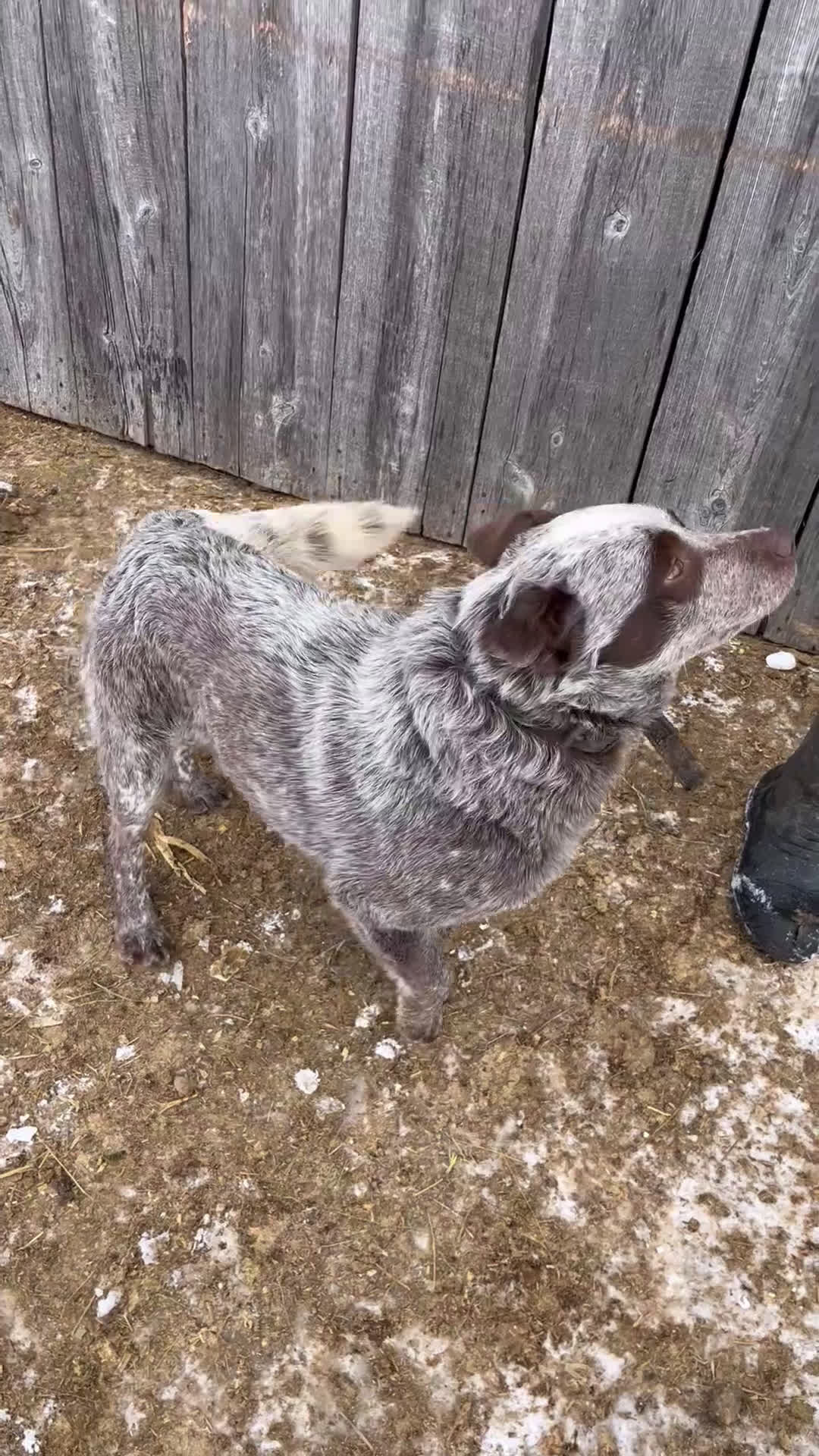 Australian Cattle Dog dogs for sale: Ebony  - Video 2