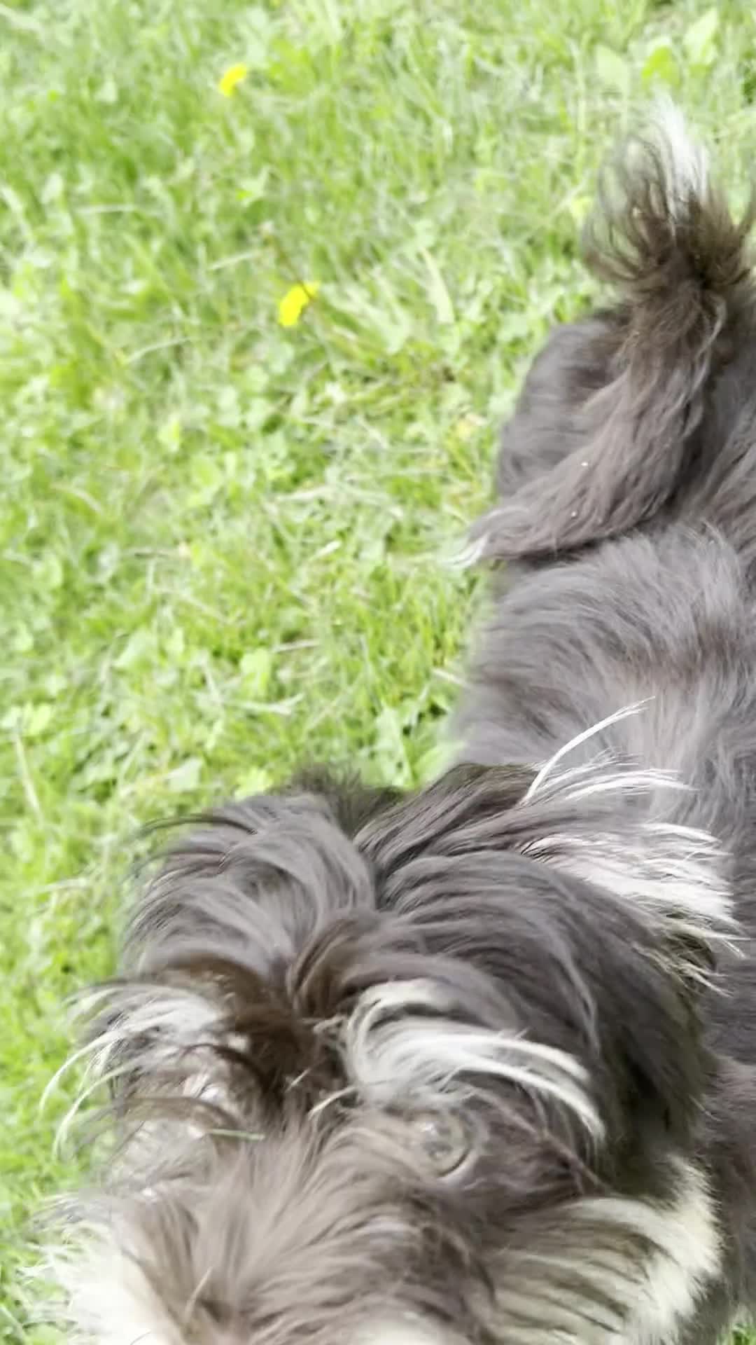 Havanese dogs for sale: Dash - Video 1