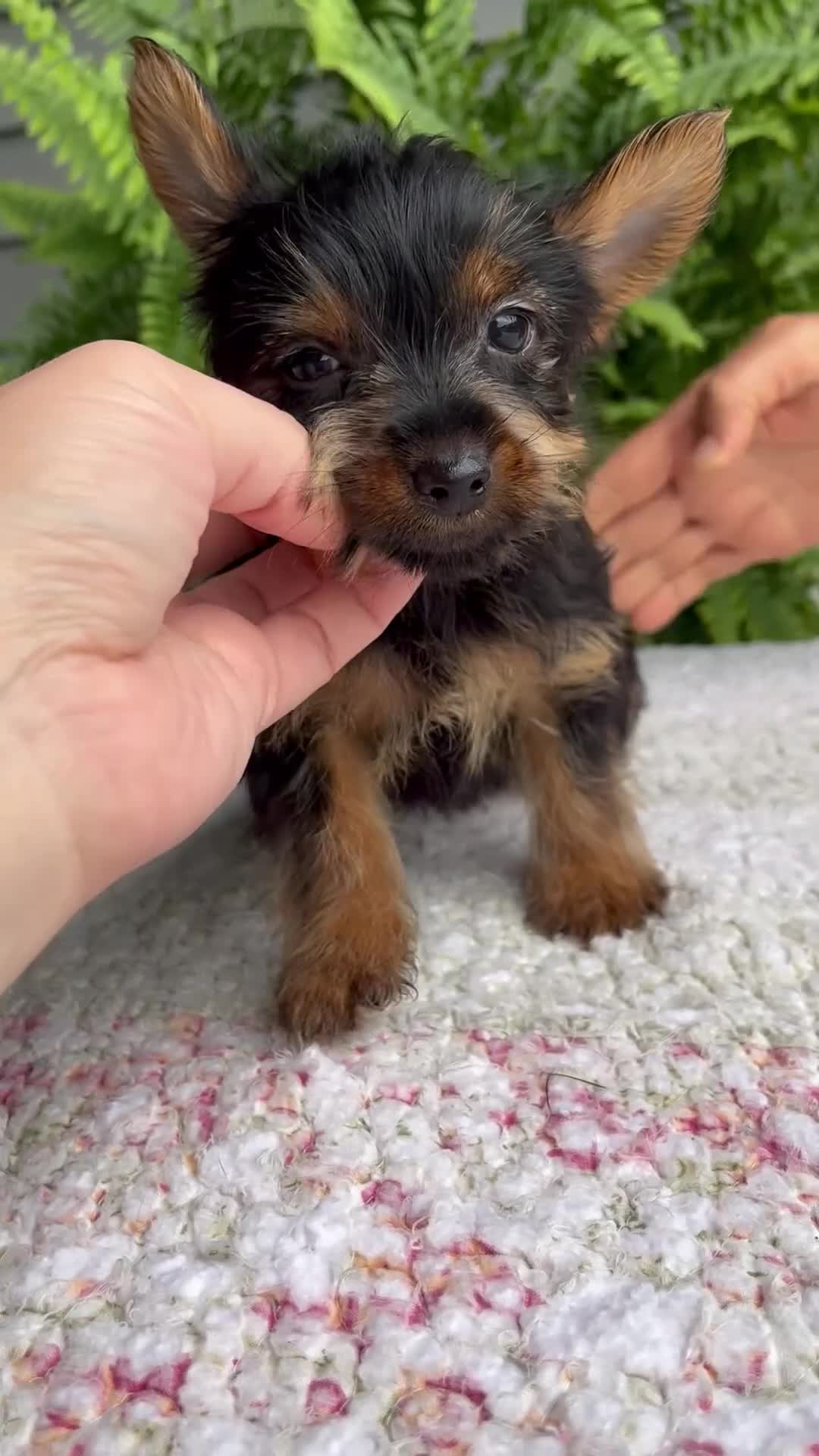 Yorkshire Terrier dogs for sale: Tucker - Video 1