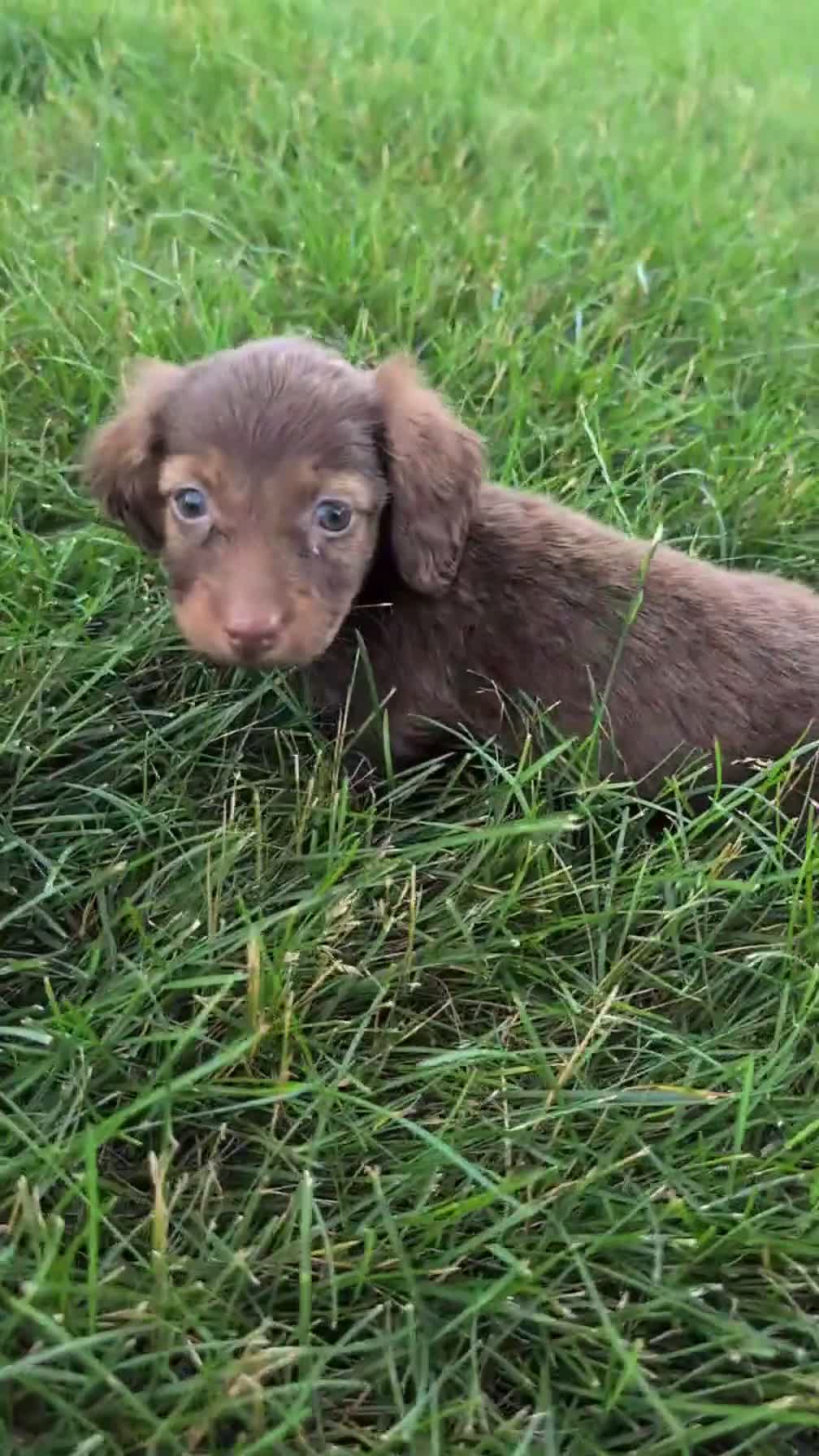 Miniature Dachshund dogs for sale: Lucy - Video 1