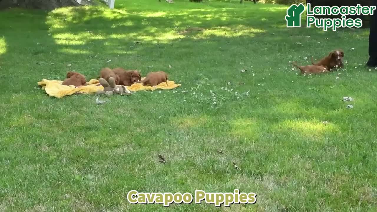 Cavapoo dogs for sale: Dustin - Video 1