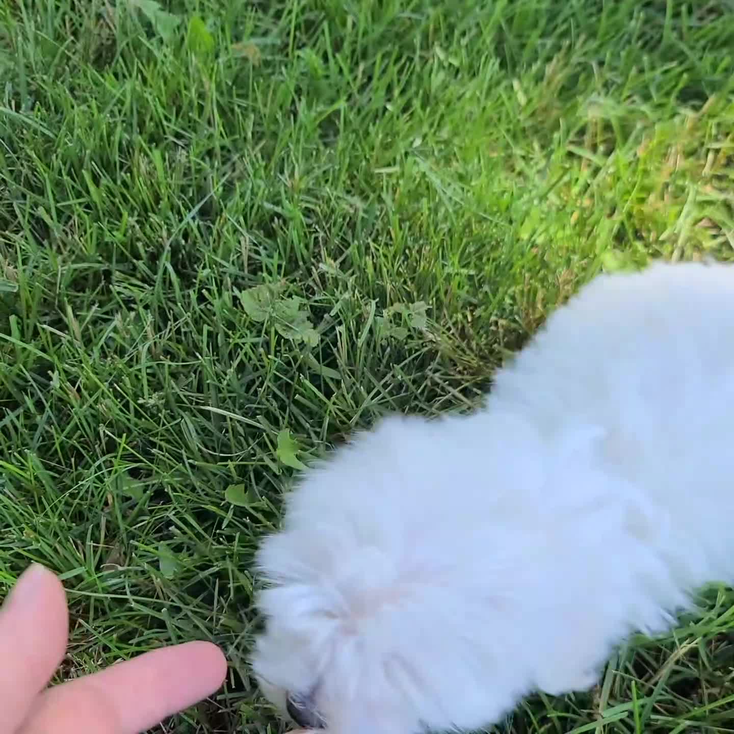 Maltese dogs for sale: Hailey - Video 1
