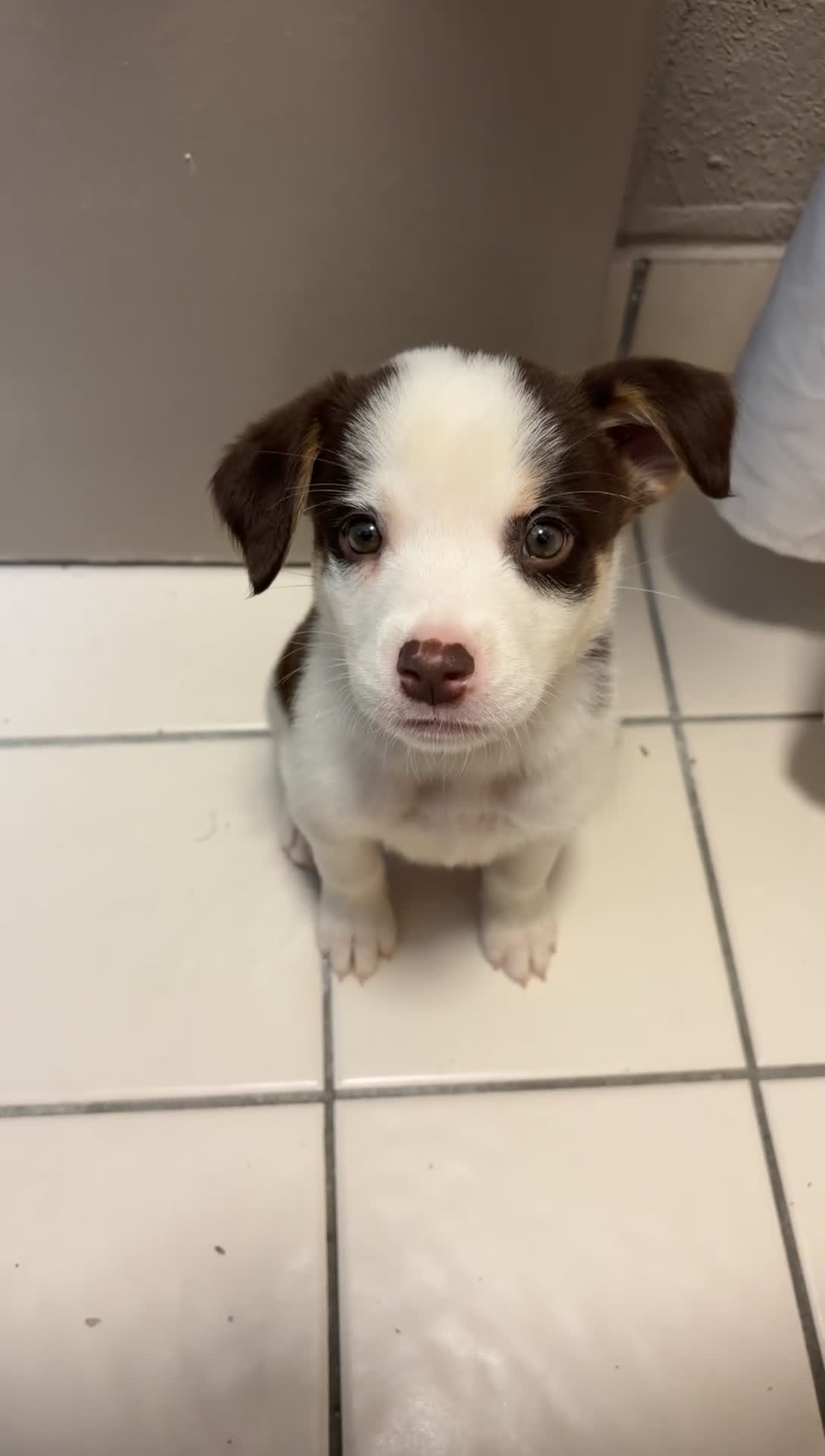 Mixed Breed dogs for sale: Woody - Video 1