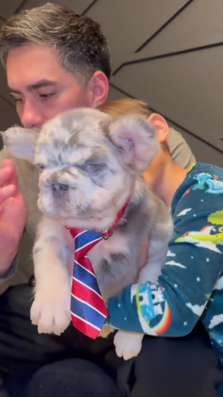 French Bulldog dogs for sale: Peso - Video 1