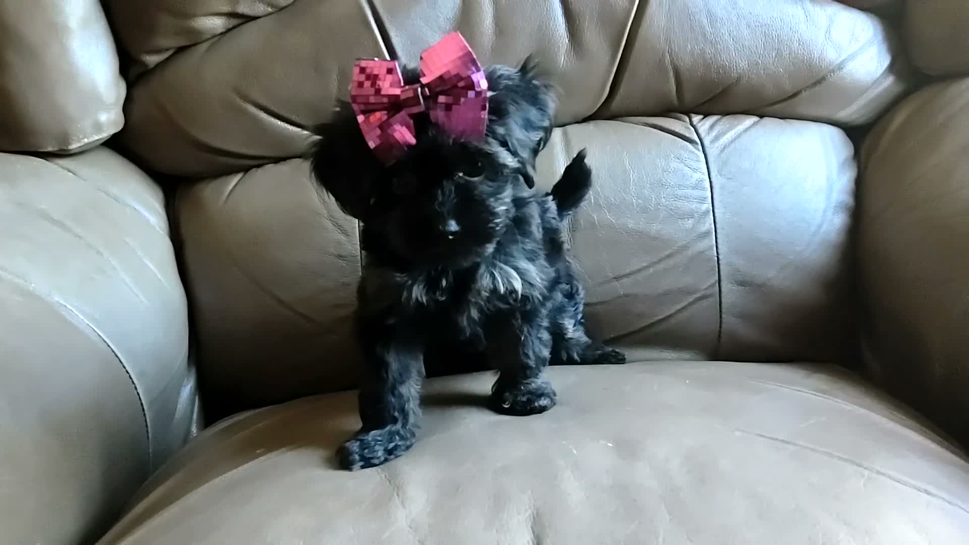 Yorkiepoo dogs for sale: Razzberry - Video 3