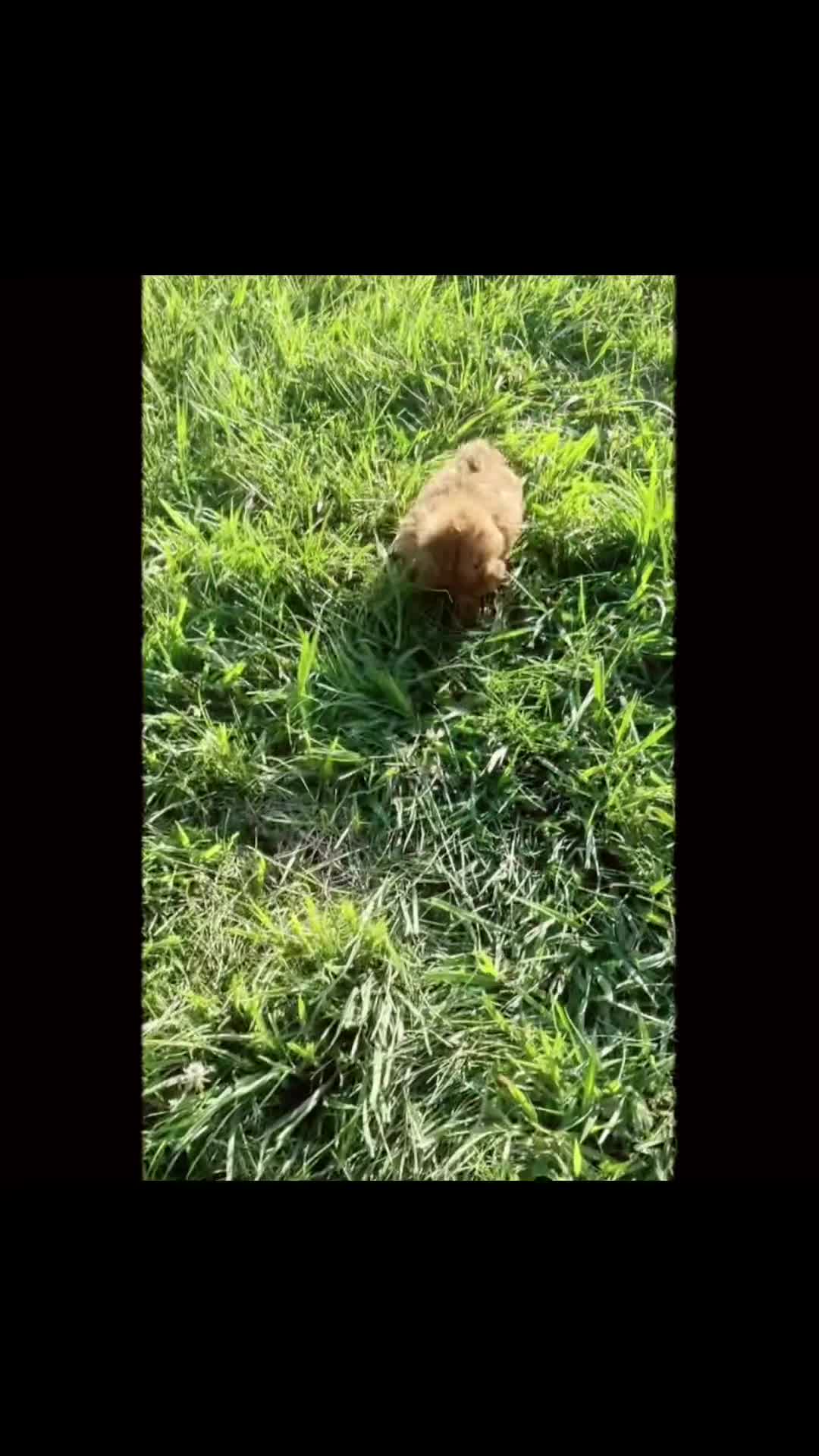 Maltipoo dogs for sale: summer - Video 1