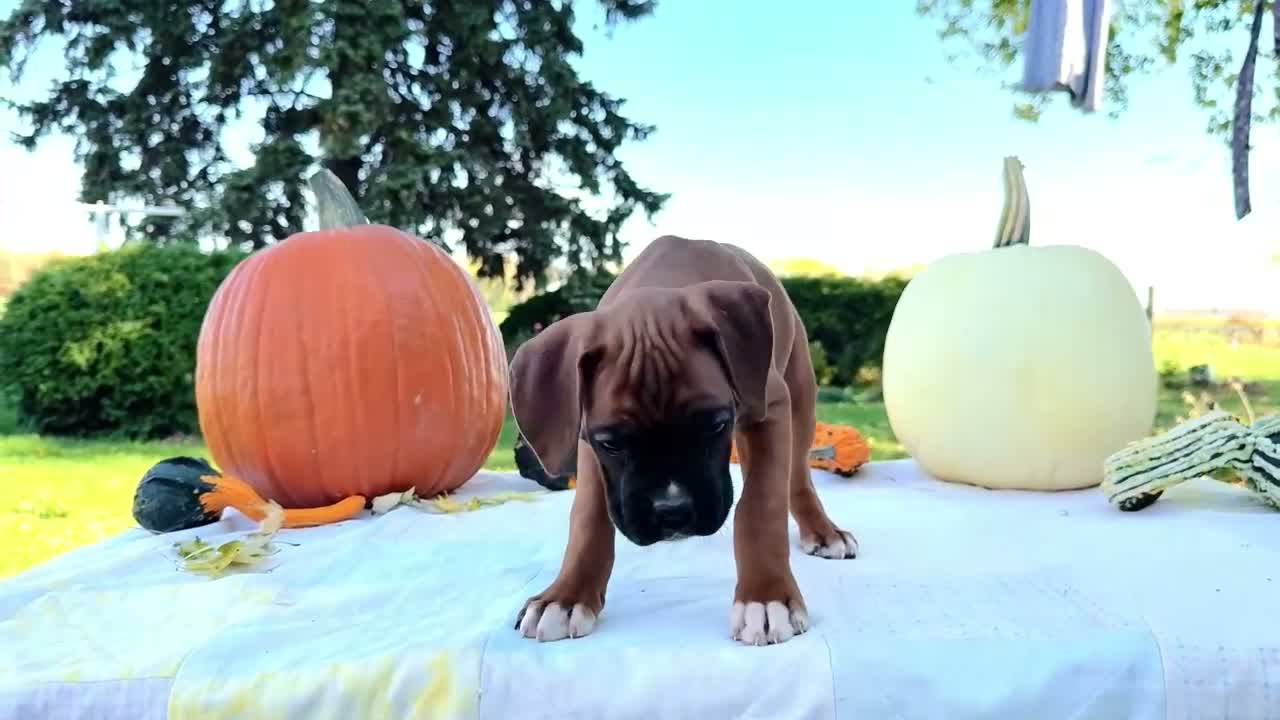 Boxer dogs for sale: Mandy Boxer - Video 1