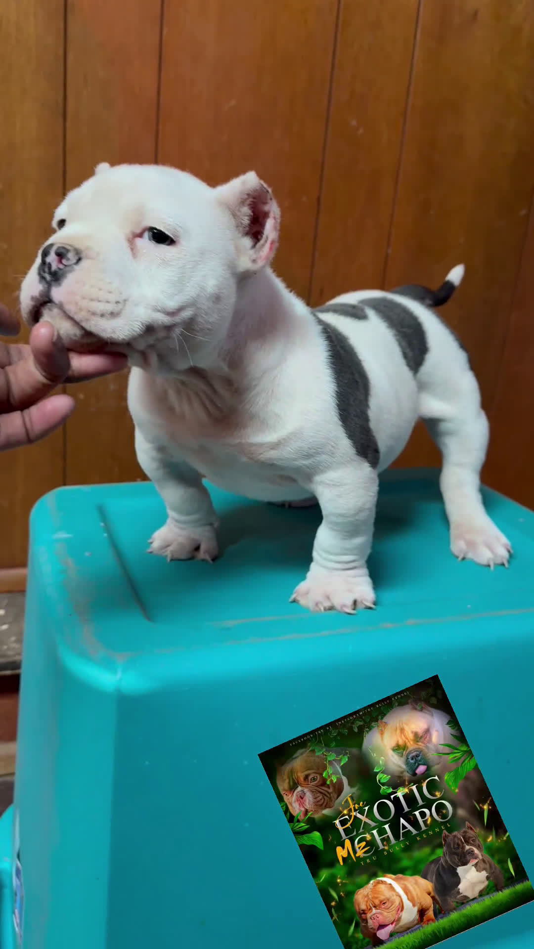 American Bully dogs for sale: COW PATCH BULLY  - Video 1