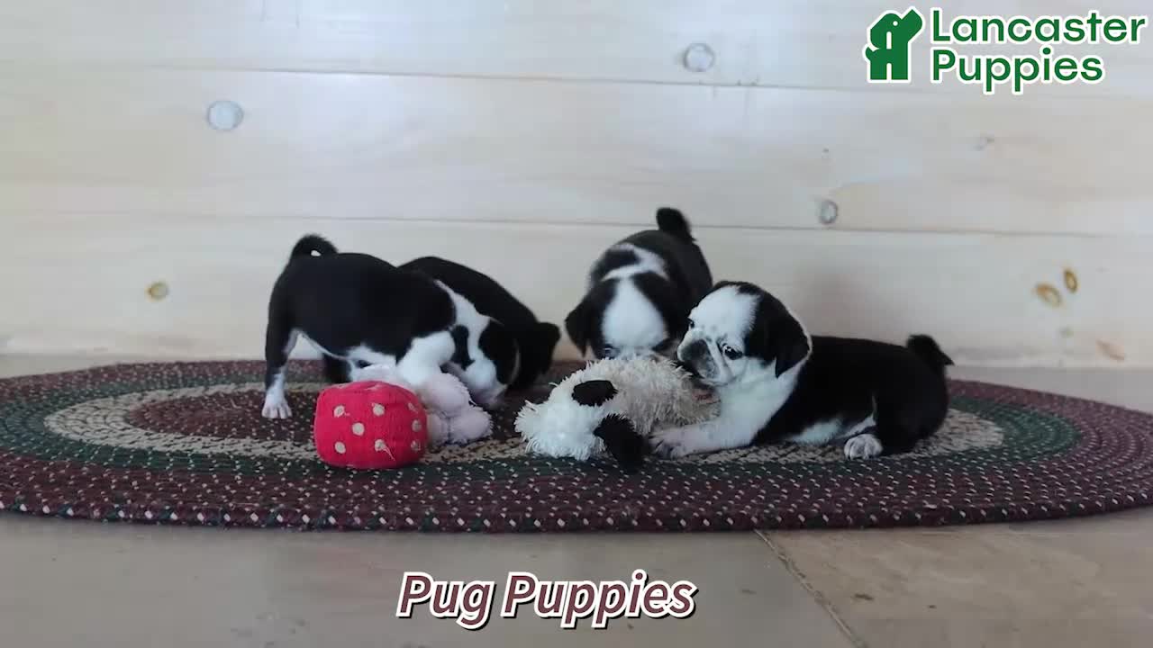 Pug dogs for sale: Sparkle - Video 1