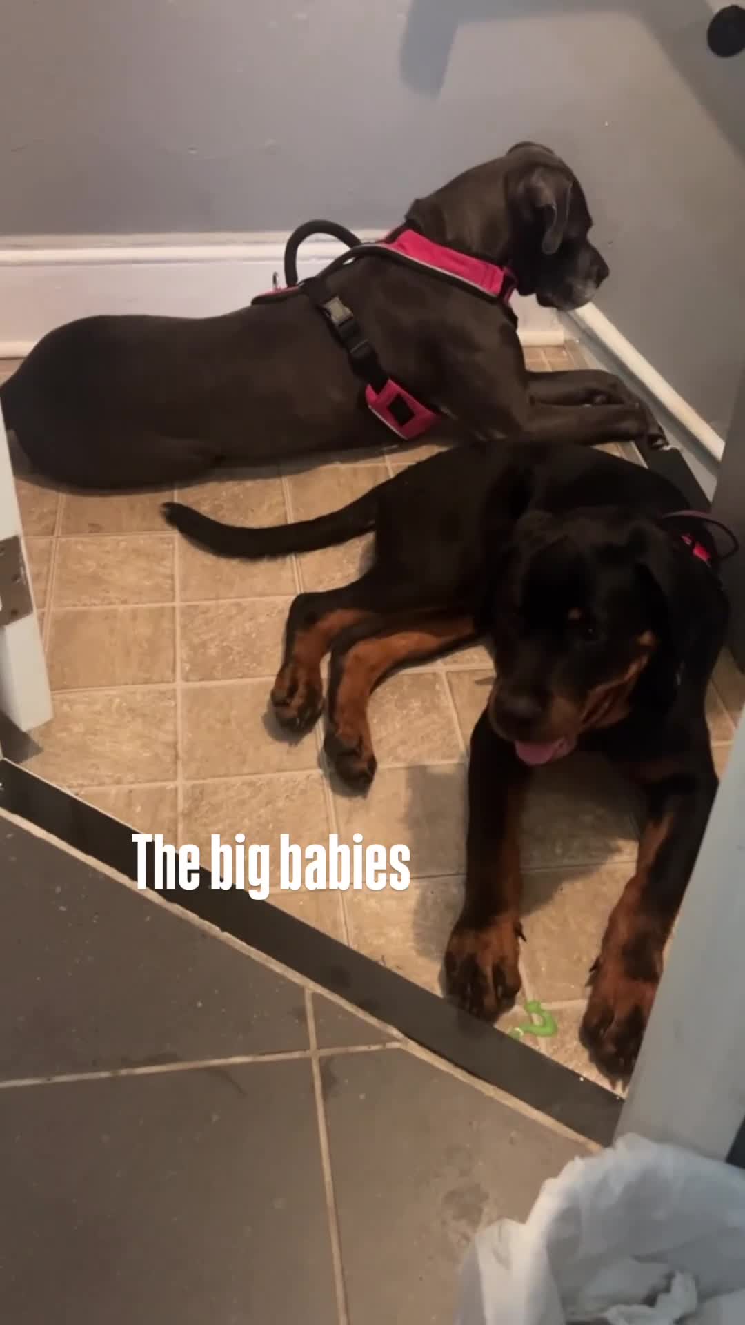 Mixed Breed dogs for sale: Nyla (lion king) - Video 1