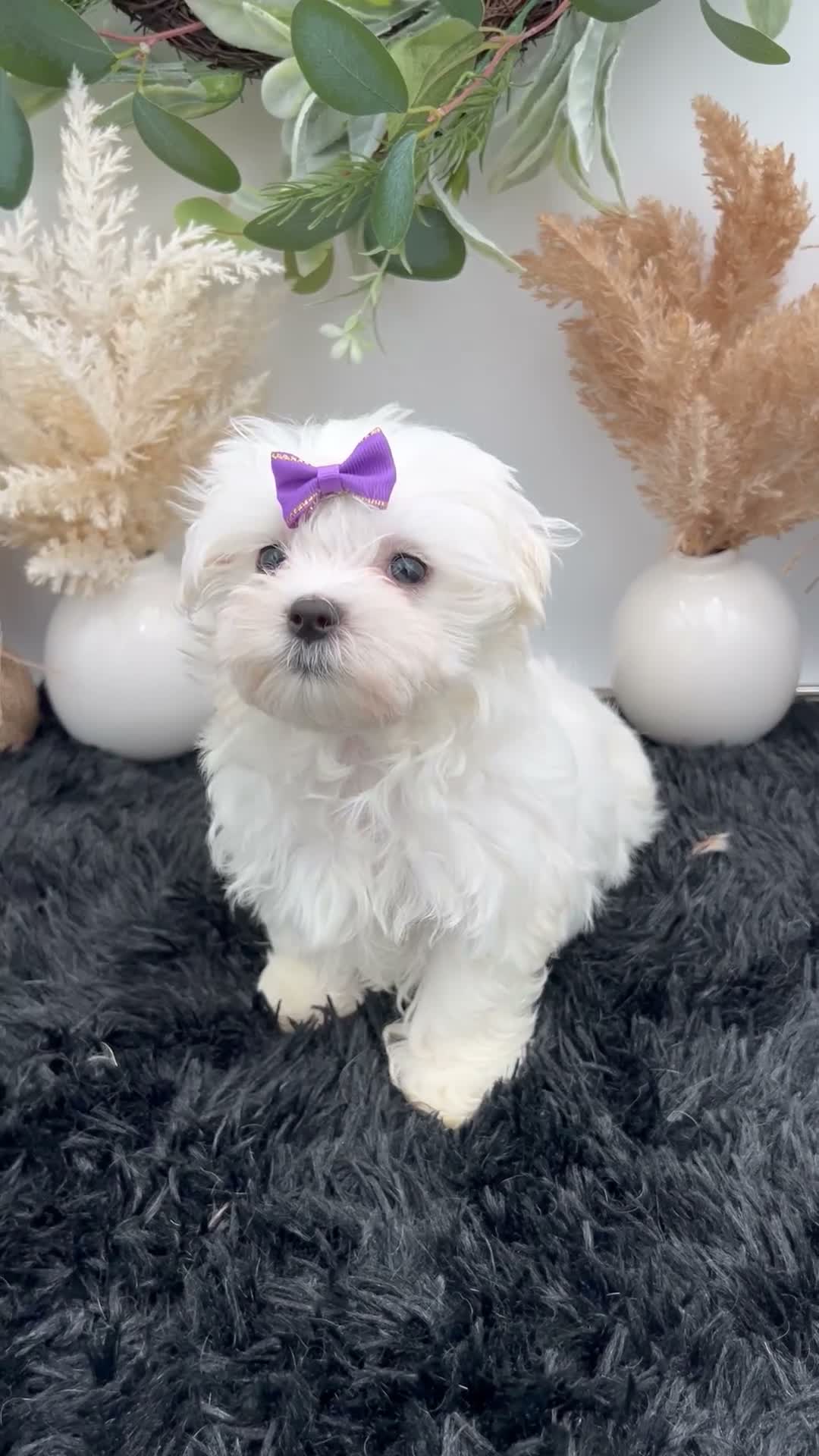 Maltese dogs for sale: AKC Pearl the Korean Maltese $3000 - Video 1