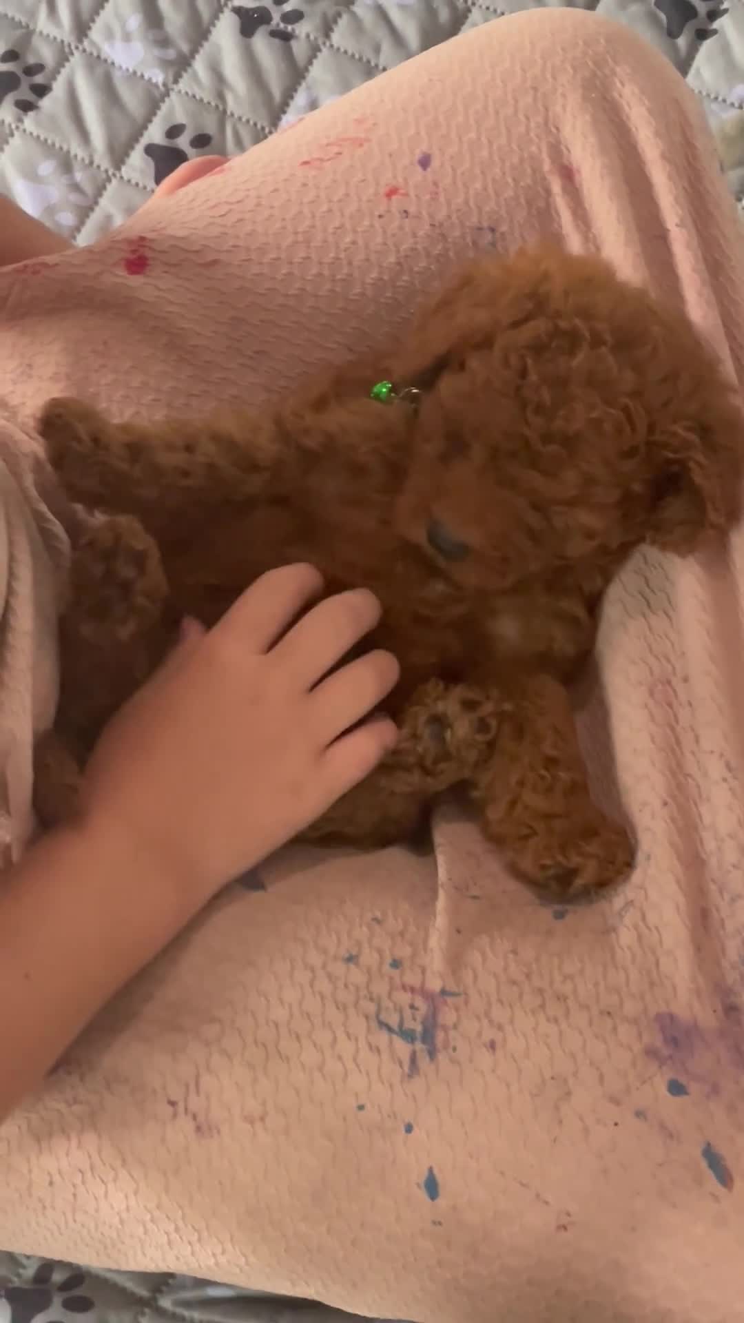 Mini Goldendoodle dogs for sale: Mr. Logan - Video 2