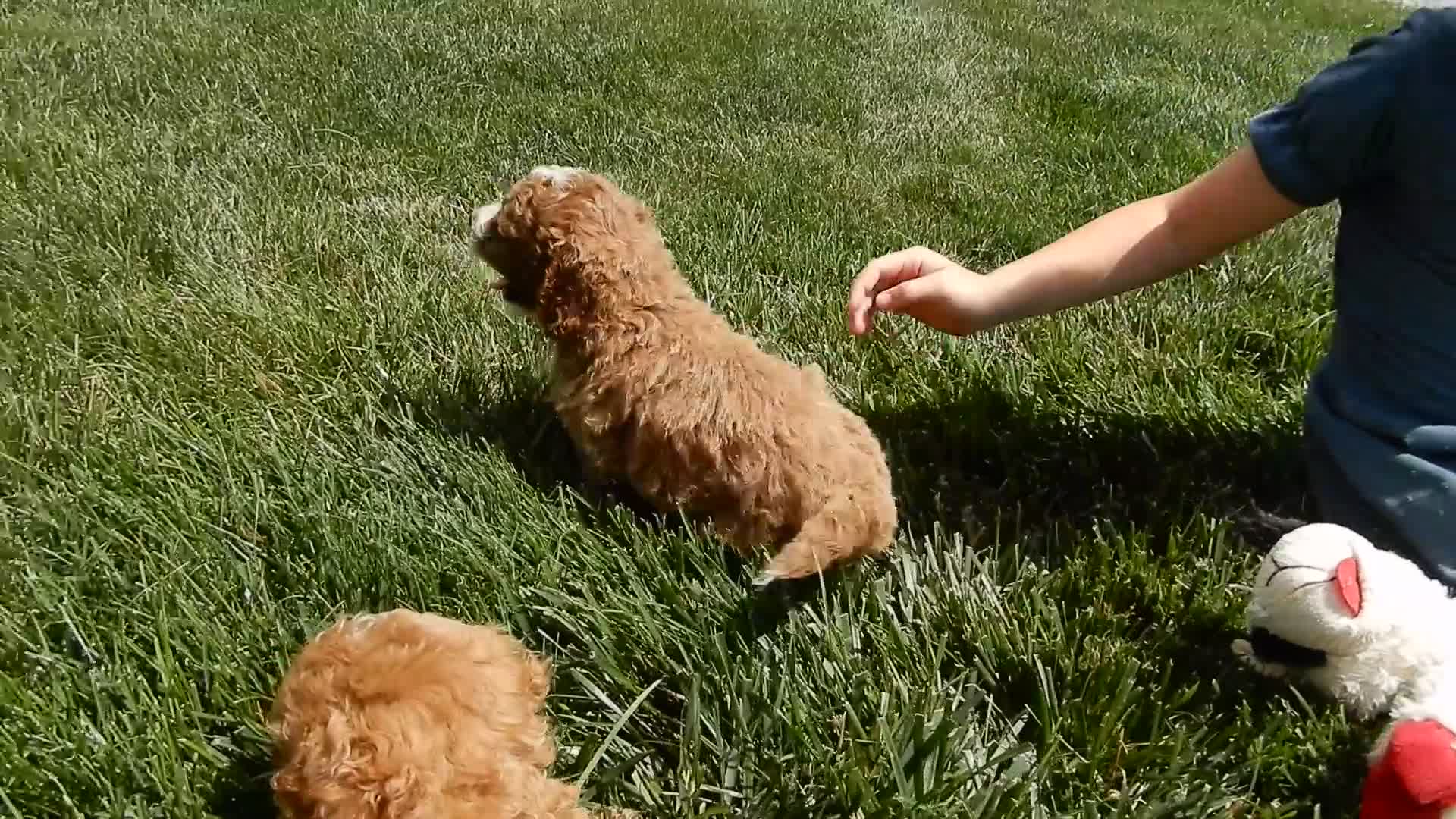 Mini Goldendoodle dogs for sale: Milo - Video 2