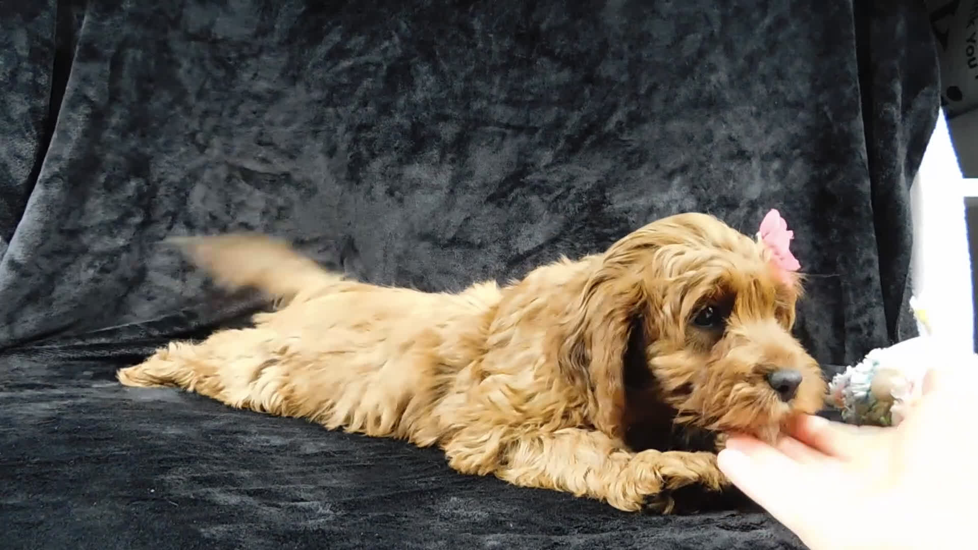Cavapoo dogs for sale: Princess - Video 2