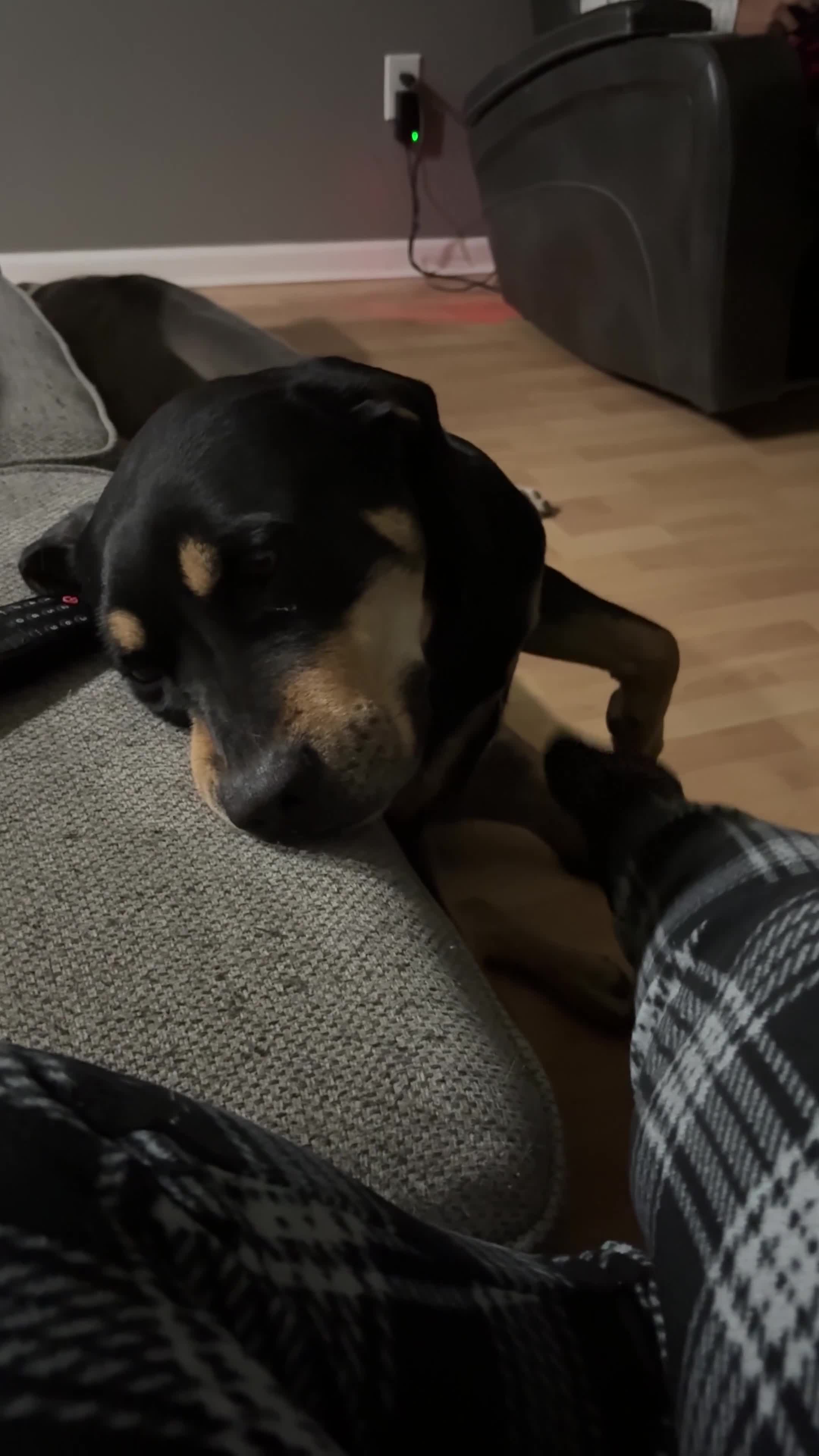 Mixed Breed dogs for sale: Mixed Breed 2 - Video 1