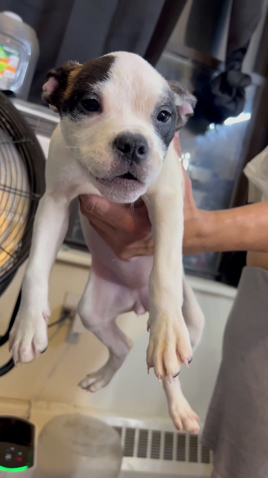 American Bully dogs for sale: American Bully Puppy 4 - Video 1