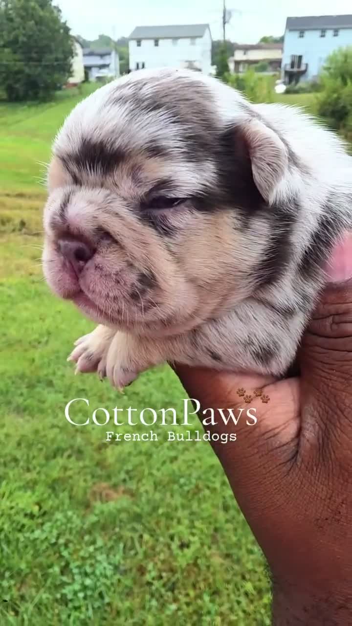 French Bulldog dogs for sale: Daphne - Video 1
