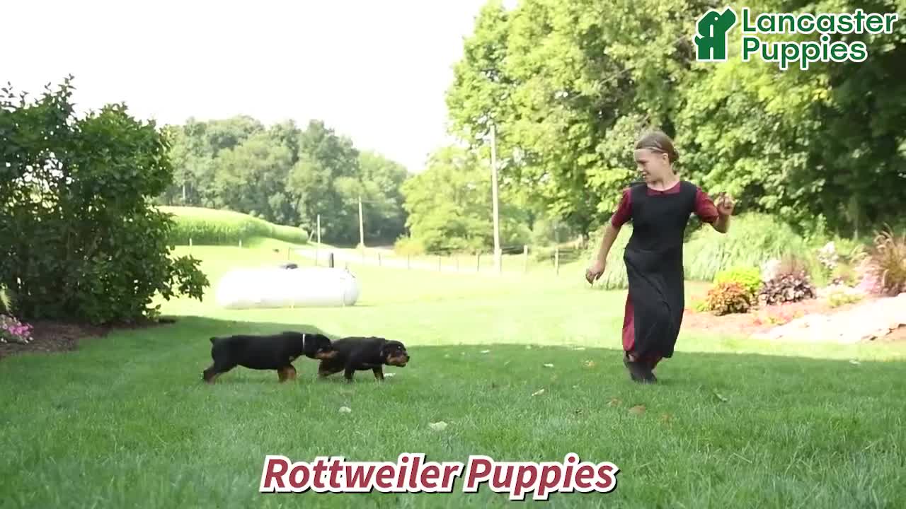 Rottweiler dogs for sale: Bruno - Video 1
