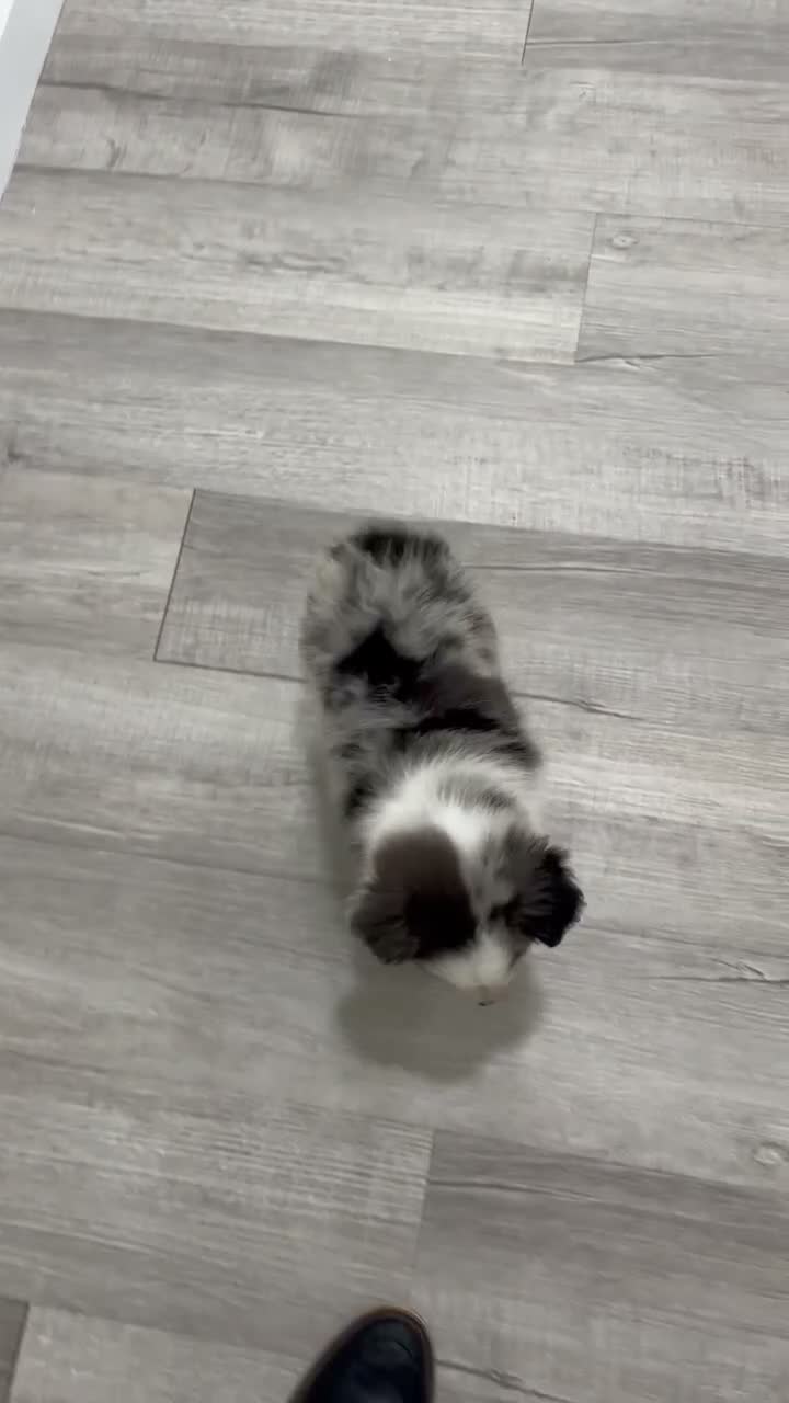 Miniature Australian Shepherd dogs for sale: Bingo - Video 1