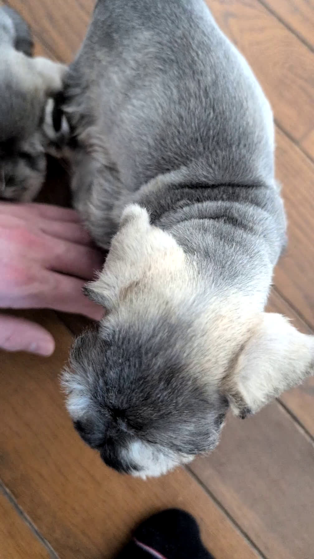 Miniature Schnauzer dogs for sale: Benji - Video 1